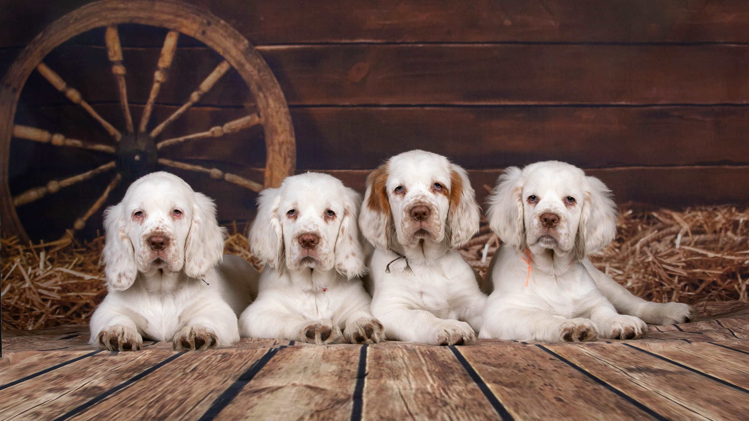 Фоны большого размера. Фотограф-анималист в Омске Екатерина Маричева