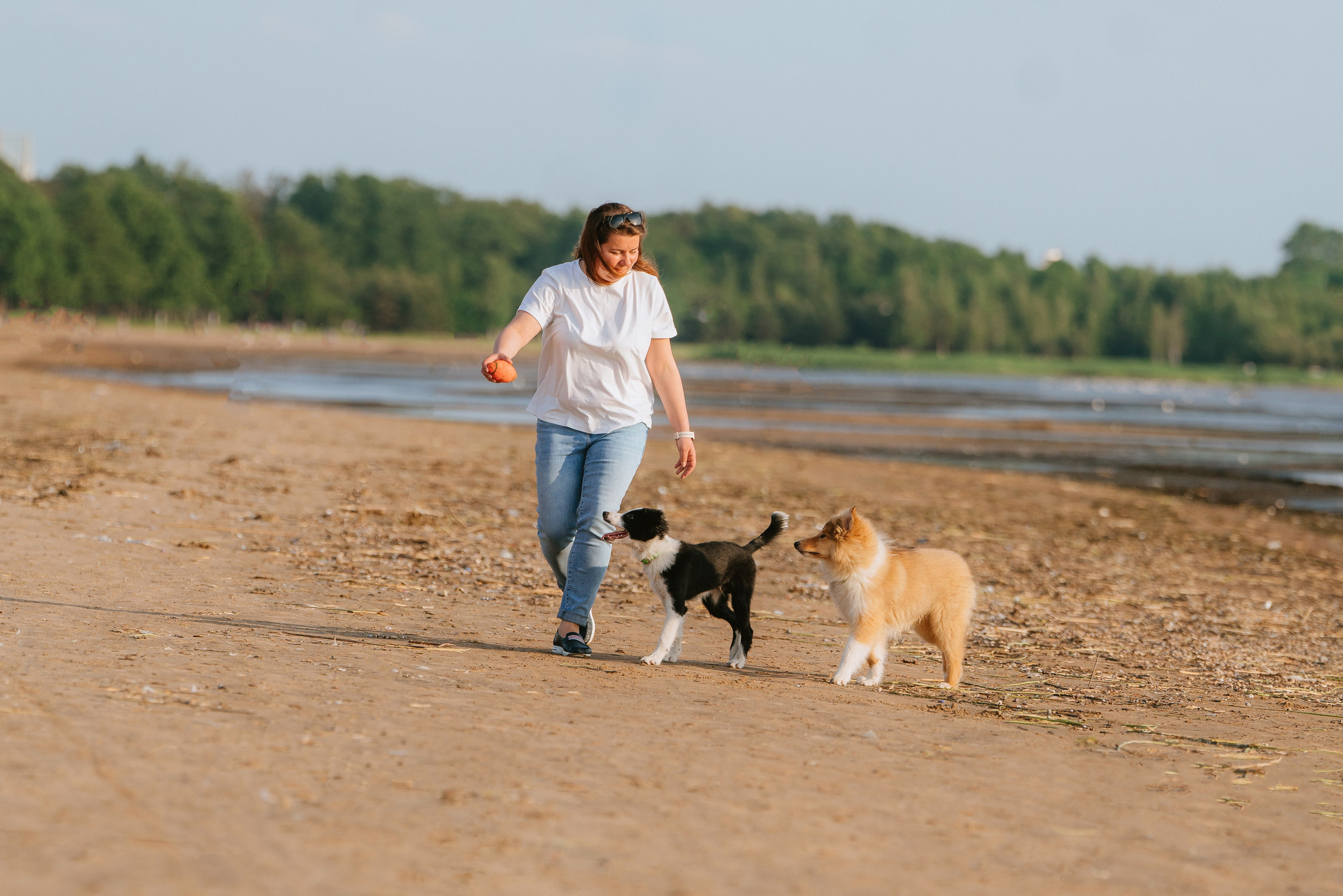 Фотосессия со щенками колли. Фотограф анималист в Спб недорого Олеся Майорова