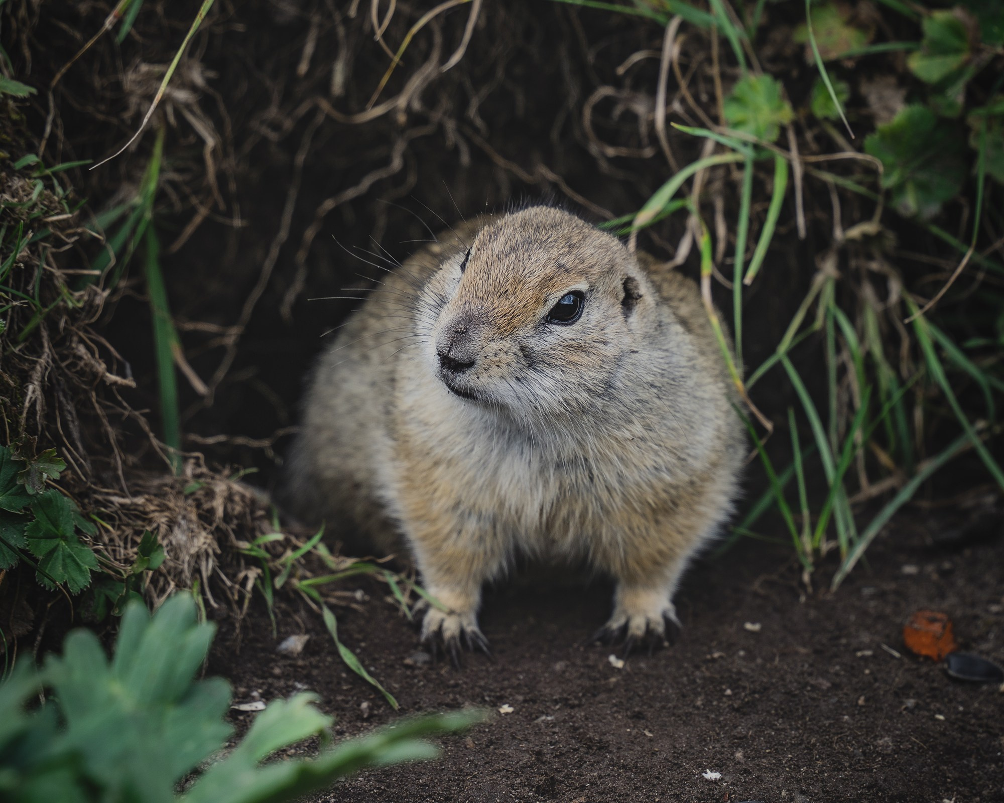 Тур «Великолепный Кавказ»