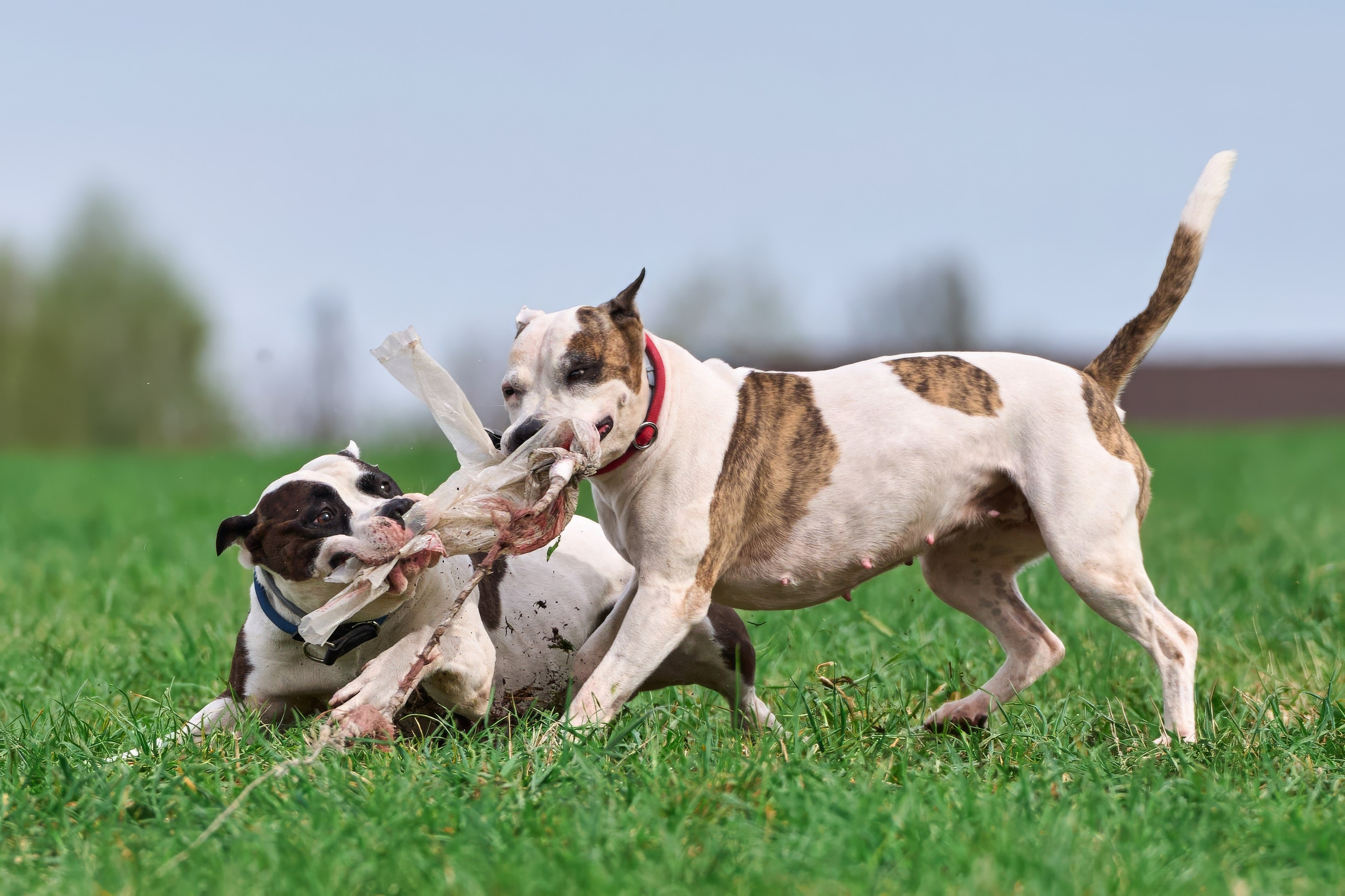 Тренировка по курсингу «на Ярославке». Фотограф-анималист Михаил Манухин