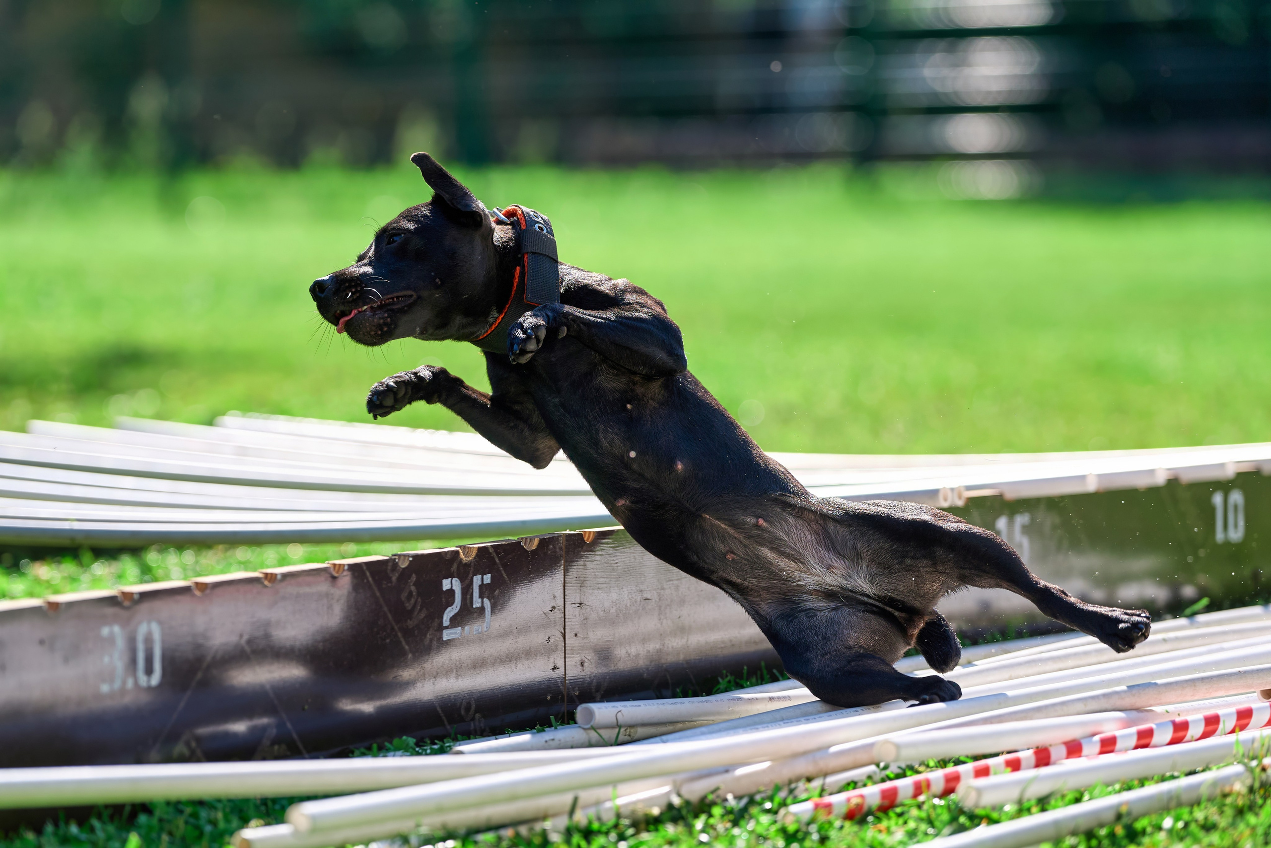 Двухдневные соревнования «Jump'n'Gym Fest — 2024». Фотограф-анималист Михаил Манухин