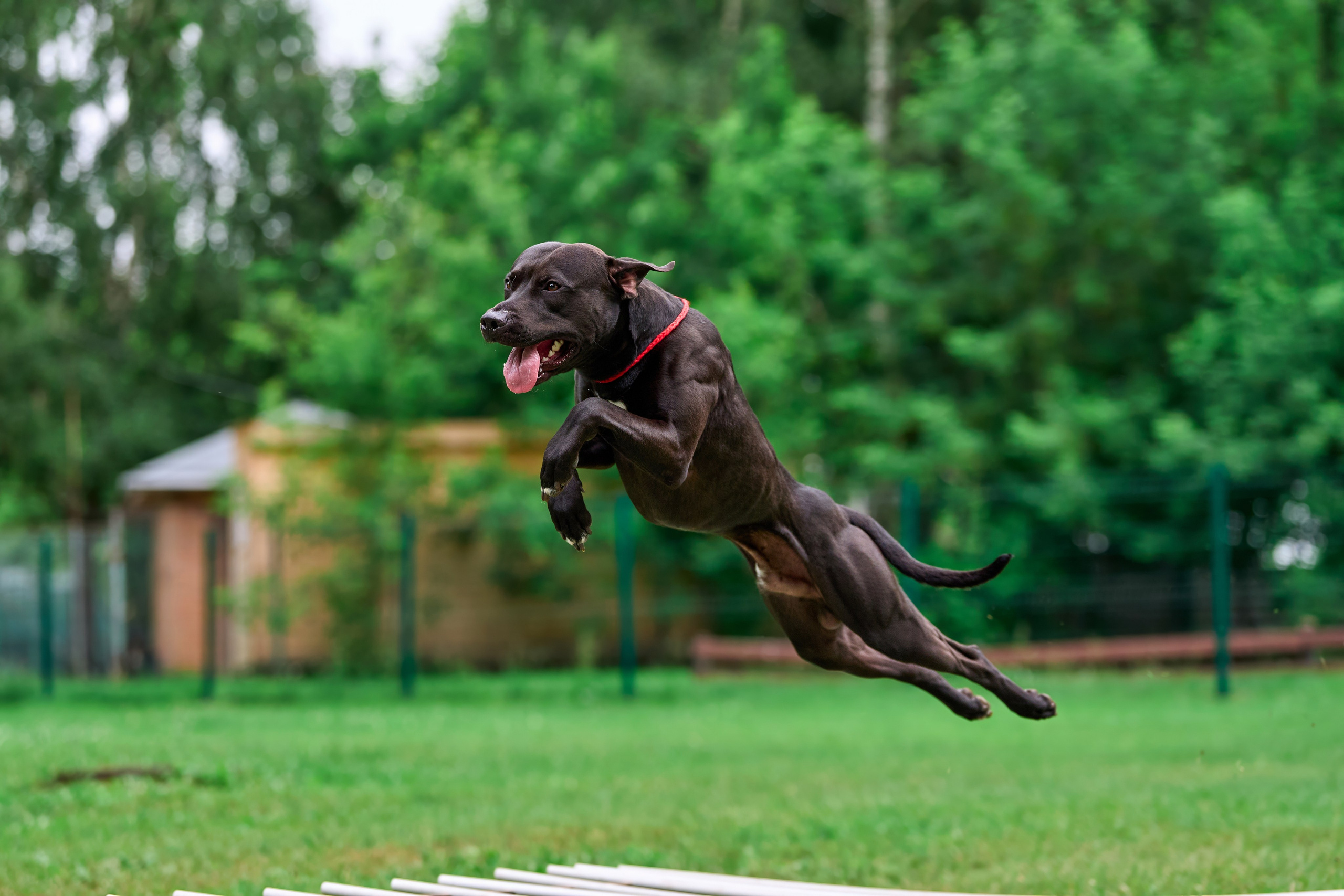 Двухдневные соревнования «Jump'n'Gym Fest — 2024». Фотограф-анималист Михаил Манухин