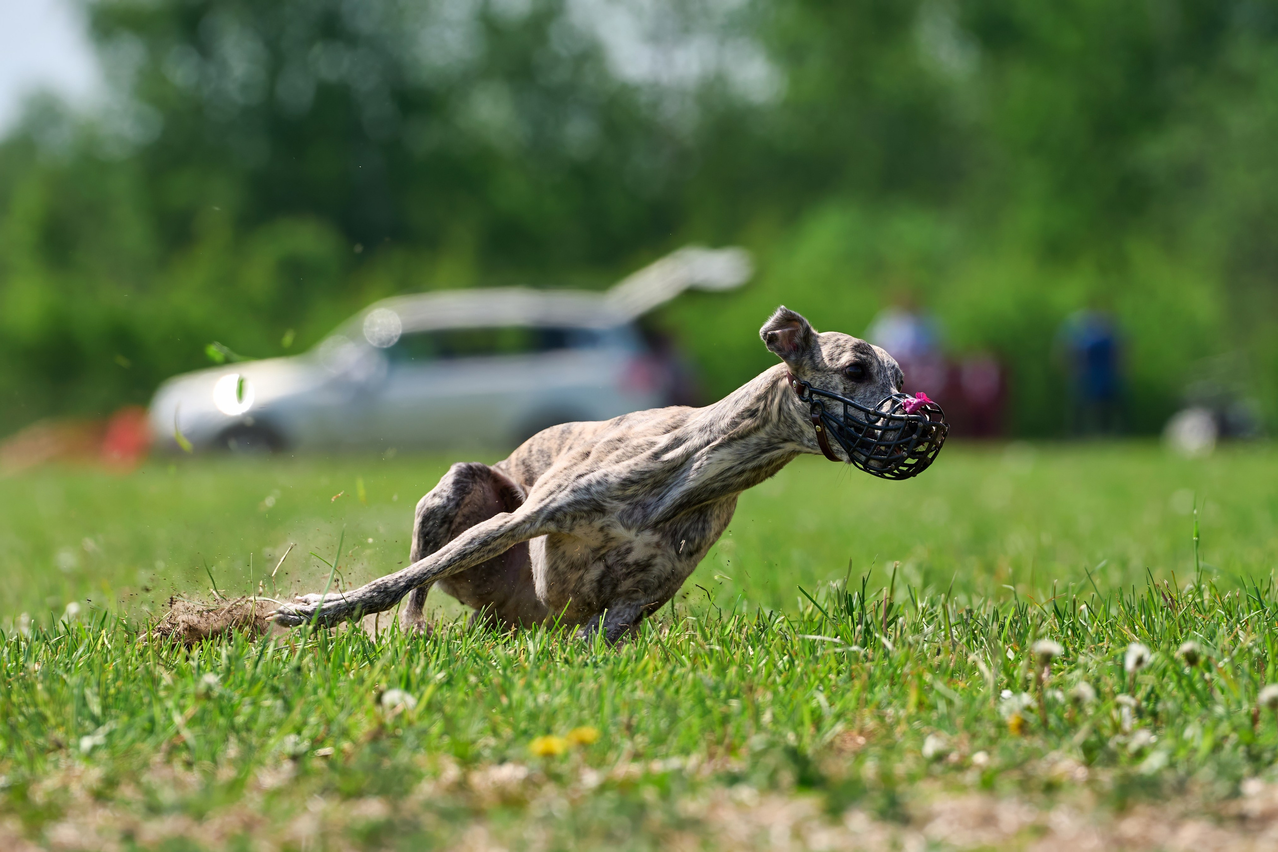 Квалификация по рейсингу. РАЛББ и Курсинг на Ярославке. Фотограф-анималист Михаил Манухин