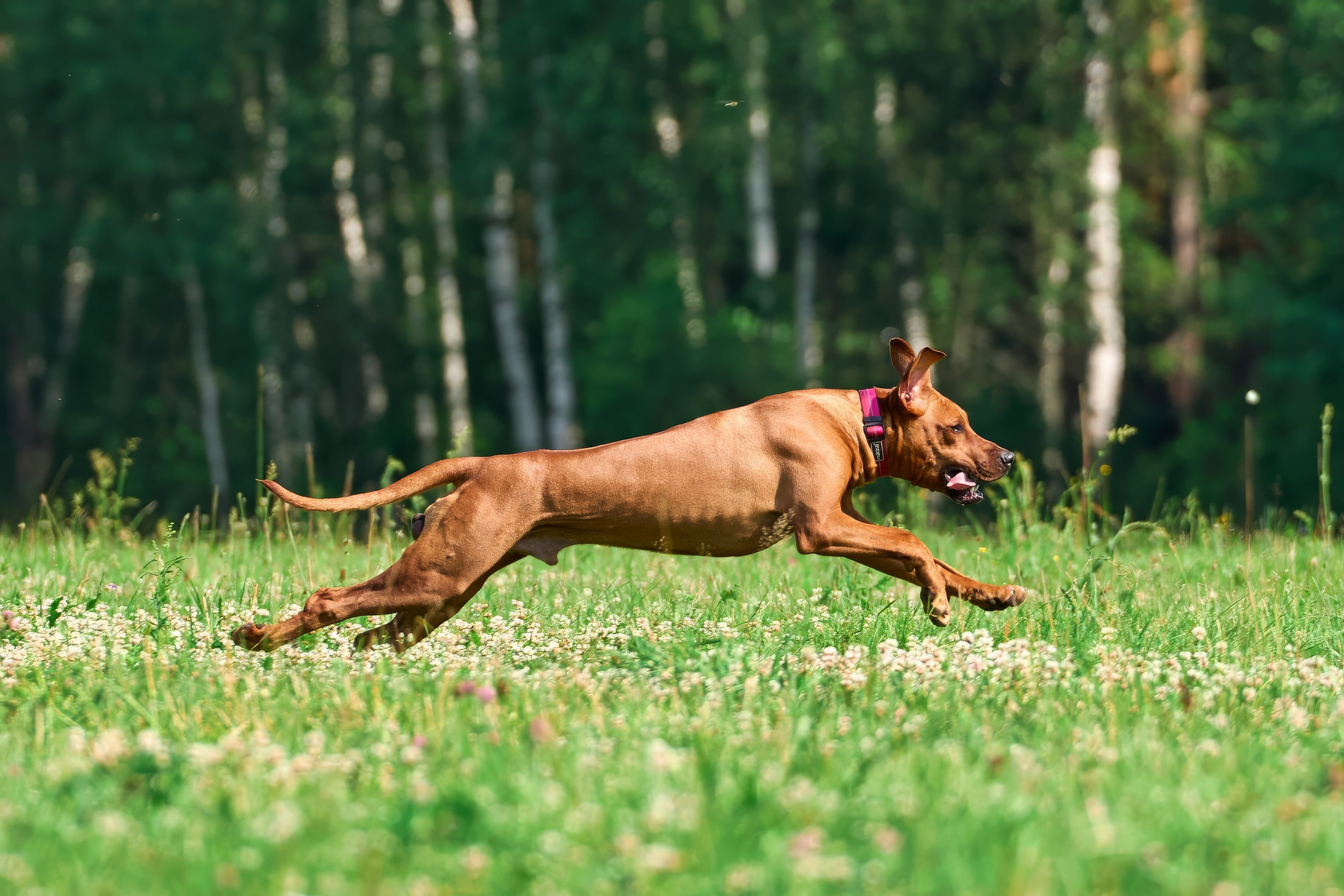 Тренировка по курсингу Донино. Фотограф-анималист Михаил Манухин