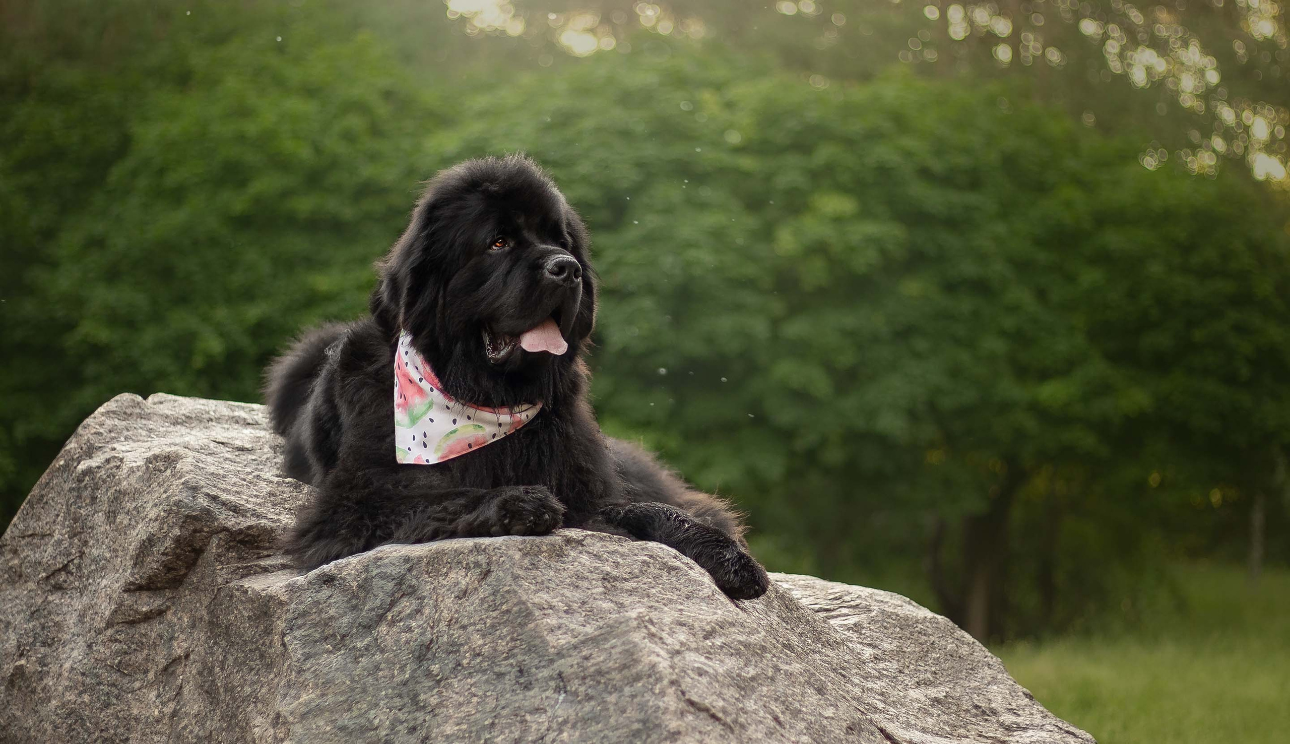 Фотограф — анималист Алина Иванова