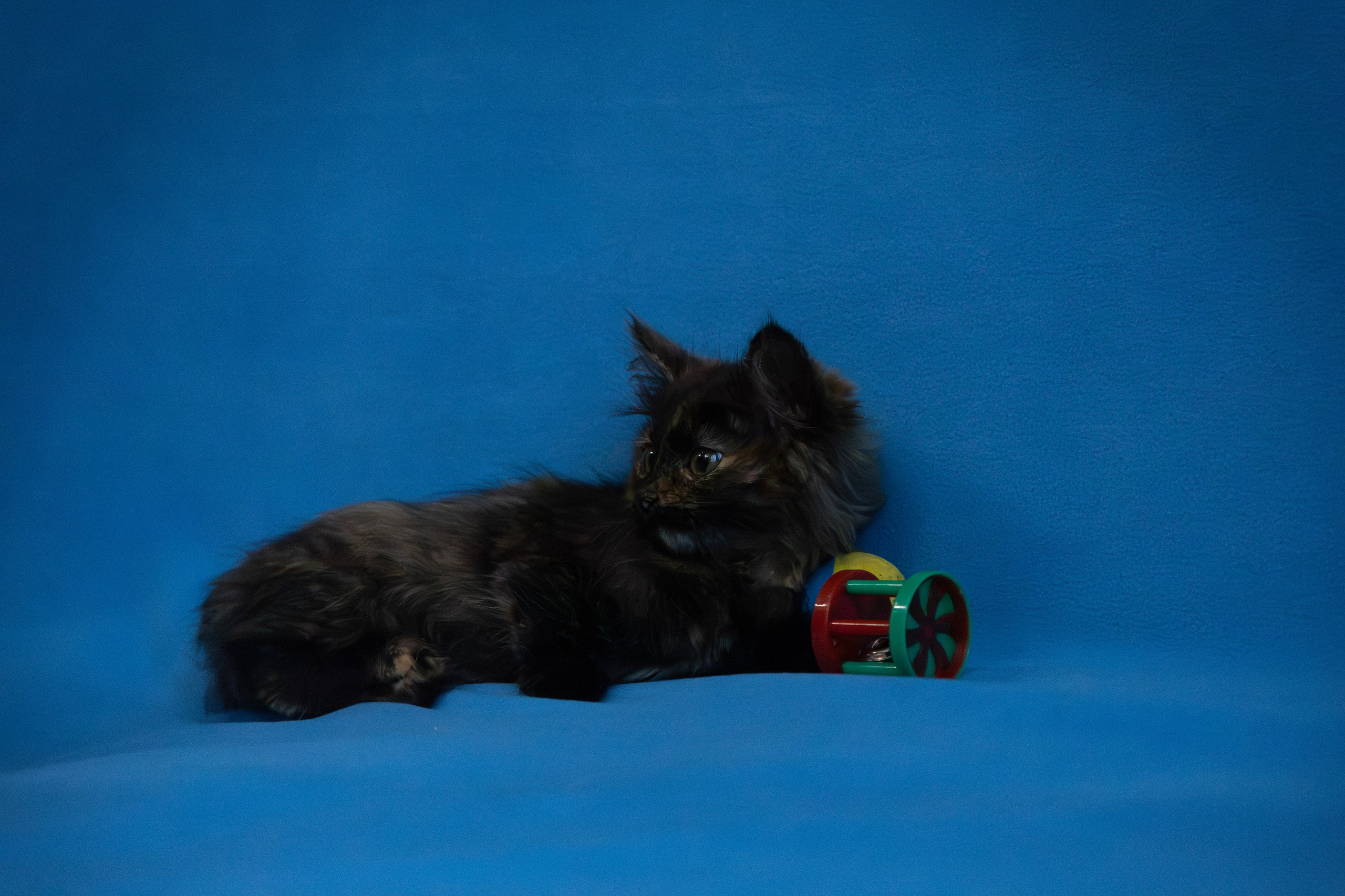 Домошняя съемка кошки Бусинки для поиска семьи. Фотограф-анималист в Москве Екатерина Тихонова