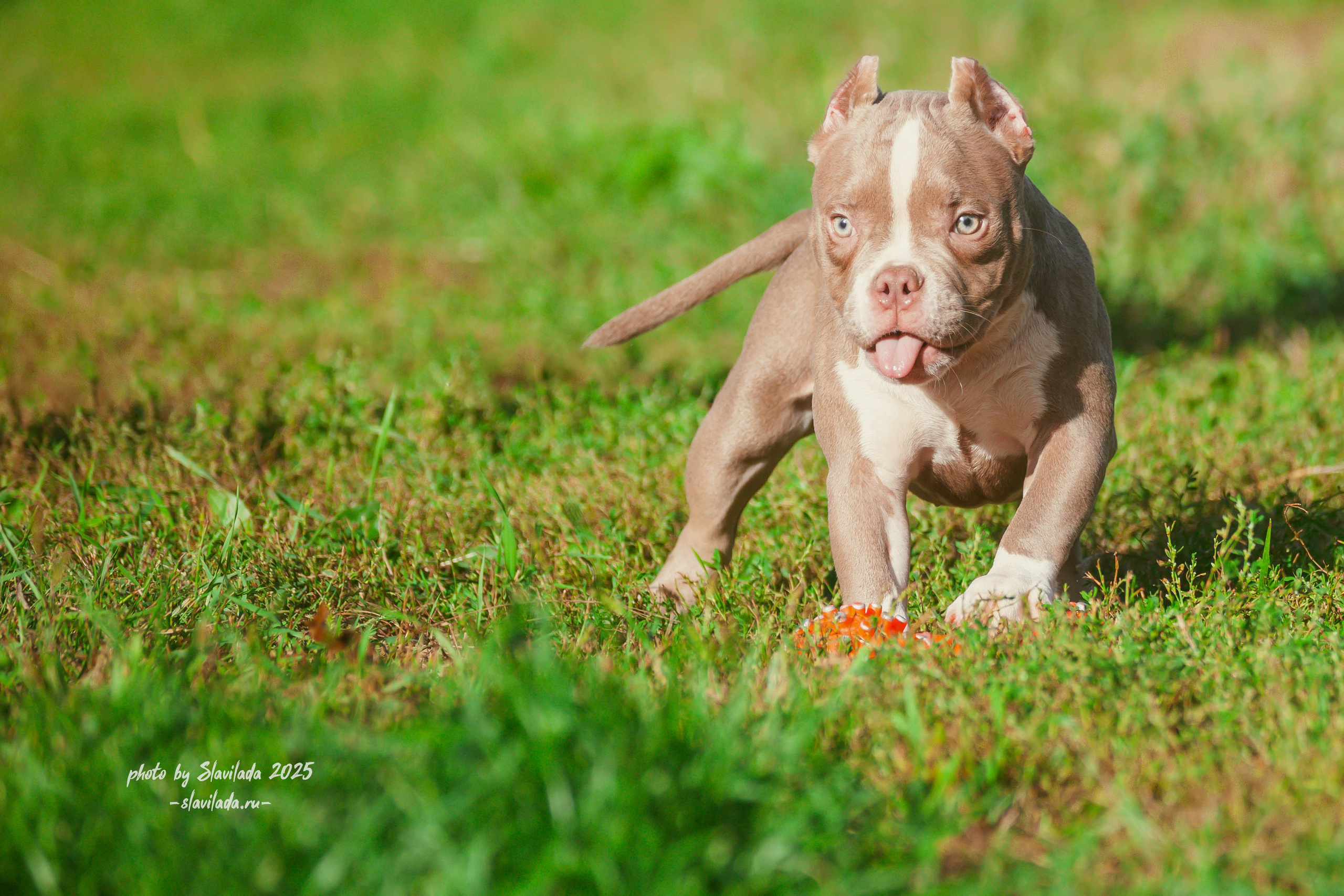 Американский булли. Slavilada-Лапки. Свет. Любовь… Профессиональная фотосессия питомцев Для памяти, пристройства и продажи. Хабаровск