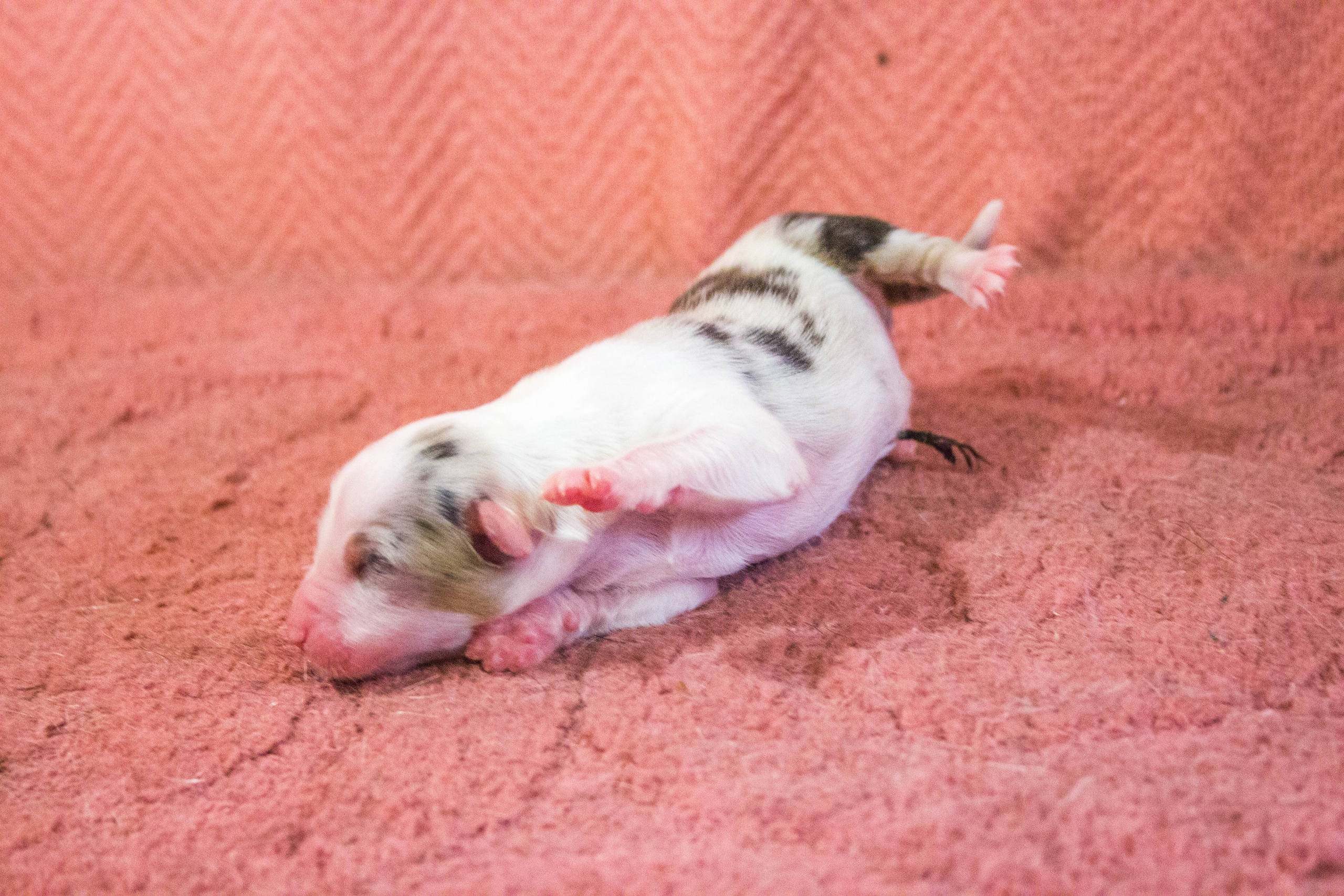 Кайса. BLGKV питомник собак