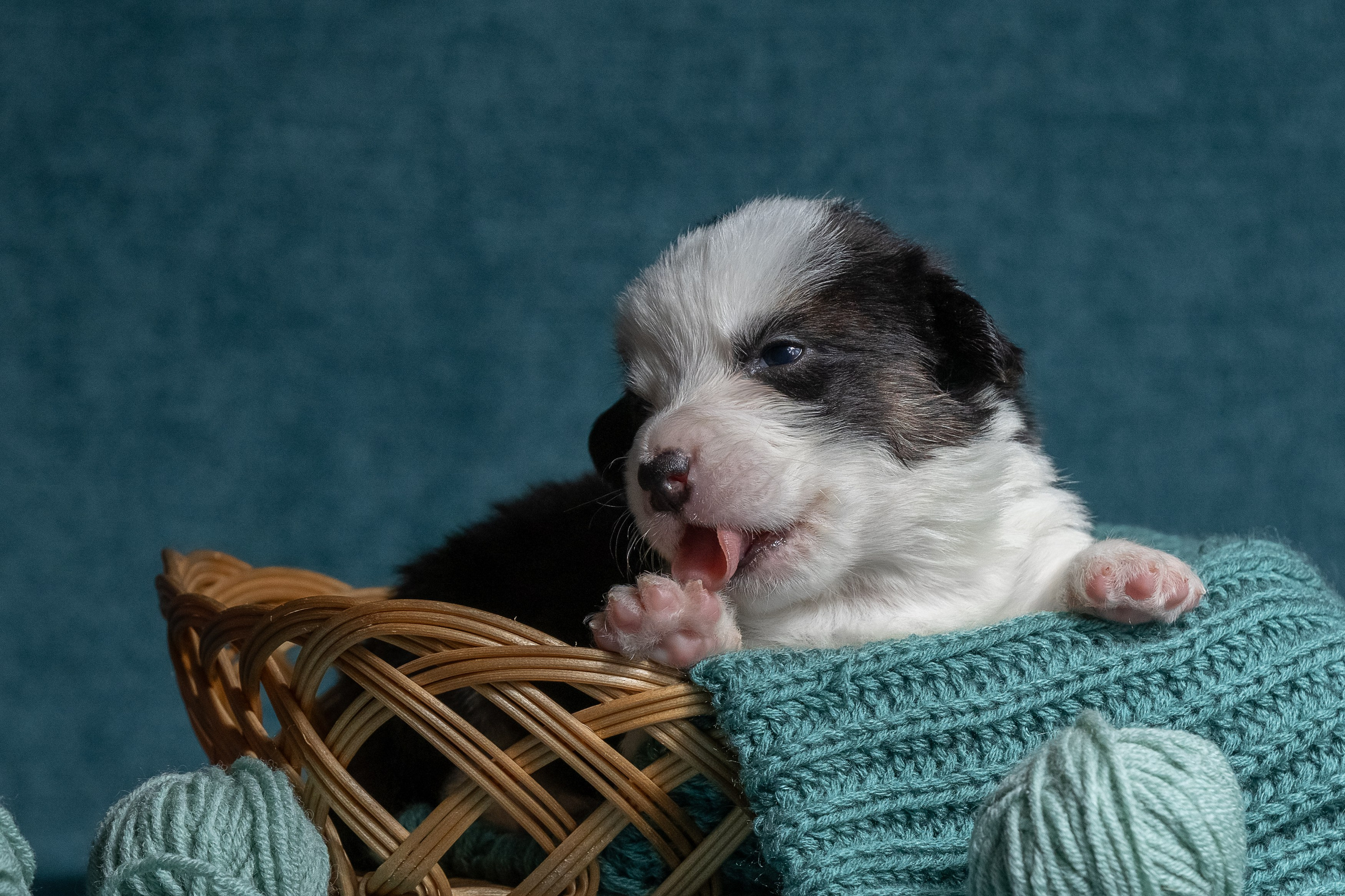 Купить щенка вельш корги кардиган из питомника Ice Fantasy. Купить щенка Вельш-корги-кардиган в семейном питомнике — Ice Fantasy