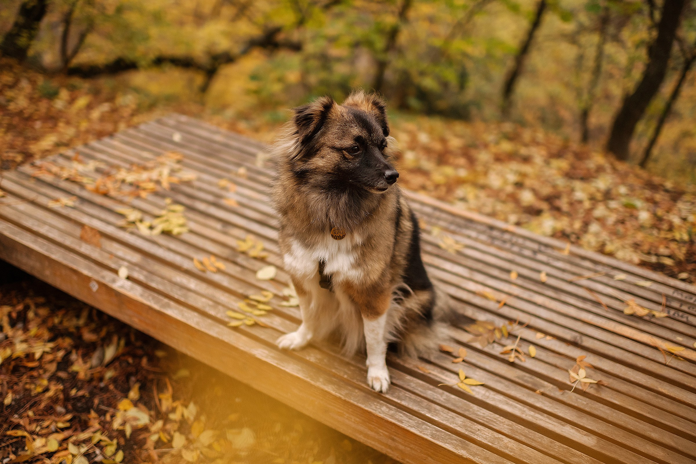Фотограф-анималист в Крыму Маковеева Ольга