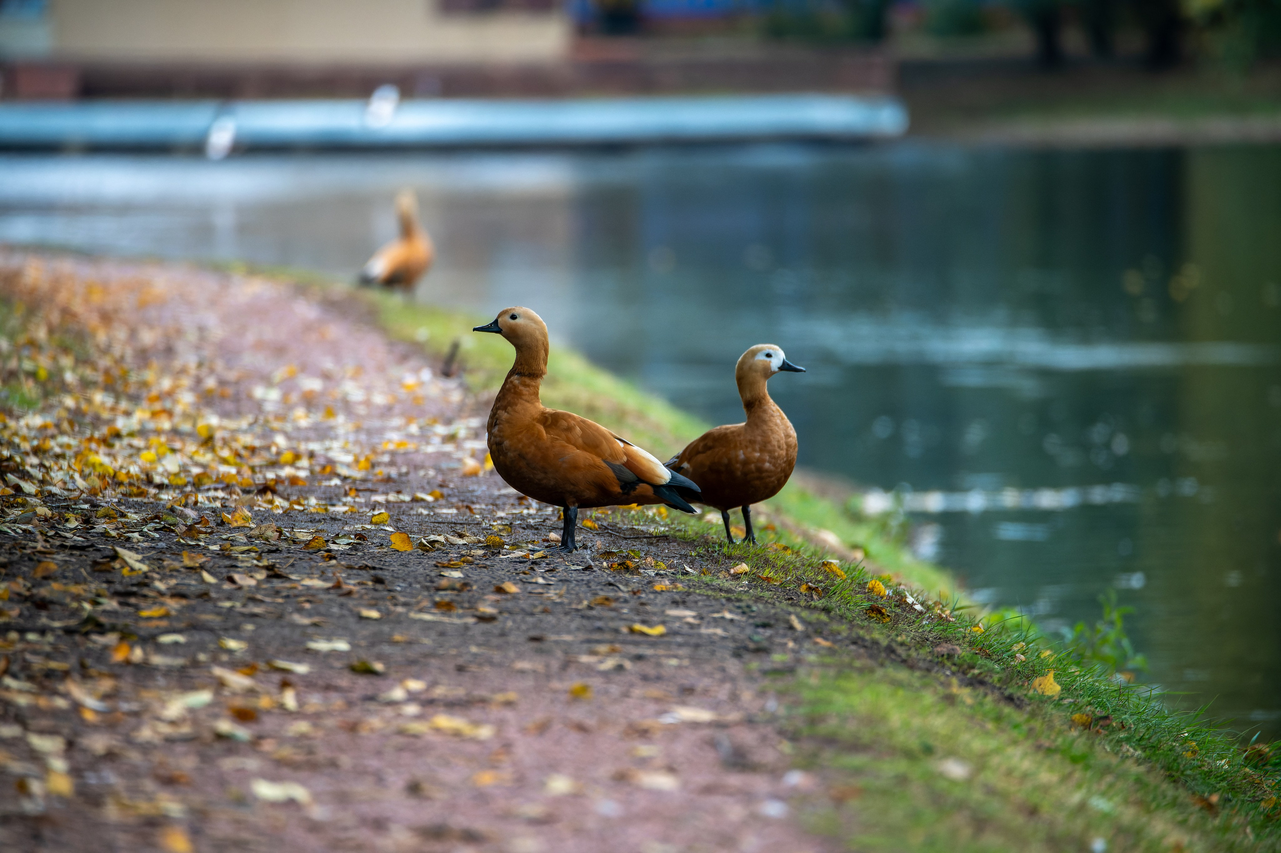 Фотограф на прогулочную фотосессии, фотосъёмка в парке, фотосессии в цветущем саду, студийные фотосессии. «Студия DRONAVT`s» — видеосъёмка и фотография г. Москва