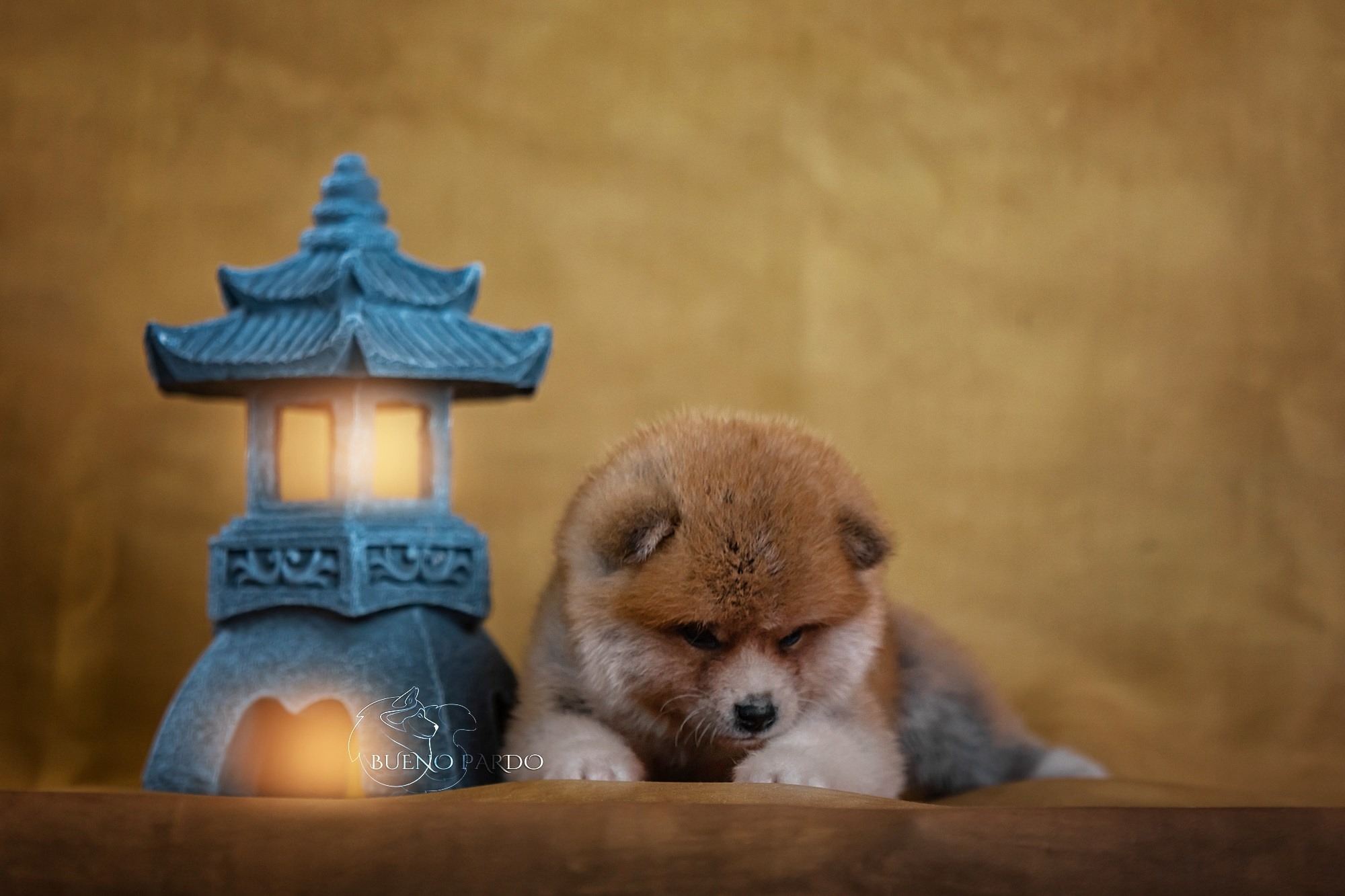 Щенки японской акита ину из питомника. Питомник собак Акита, Хаски, Корги