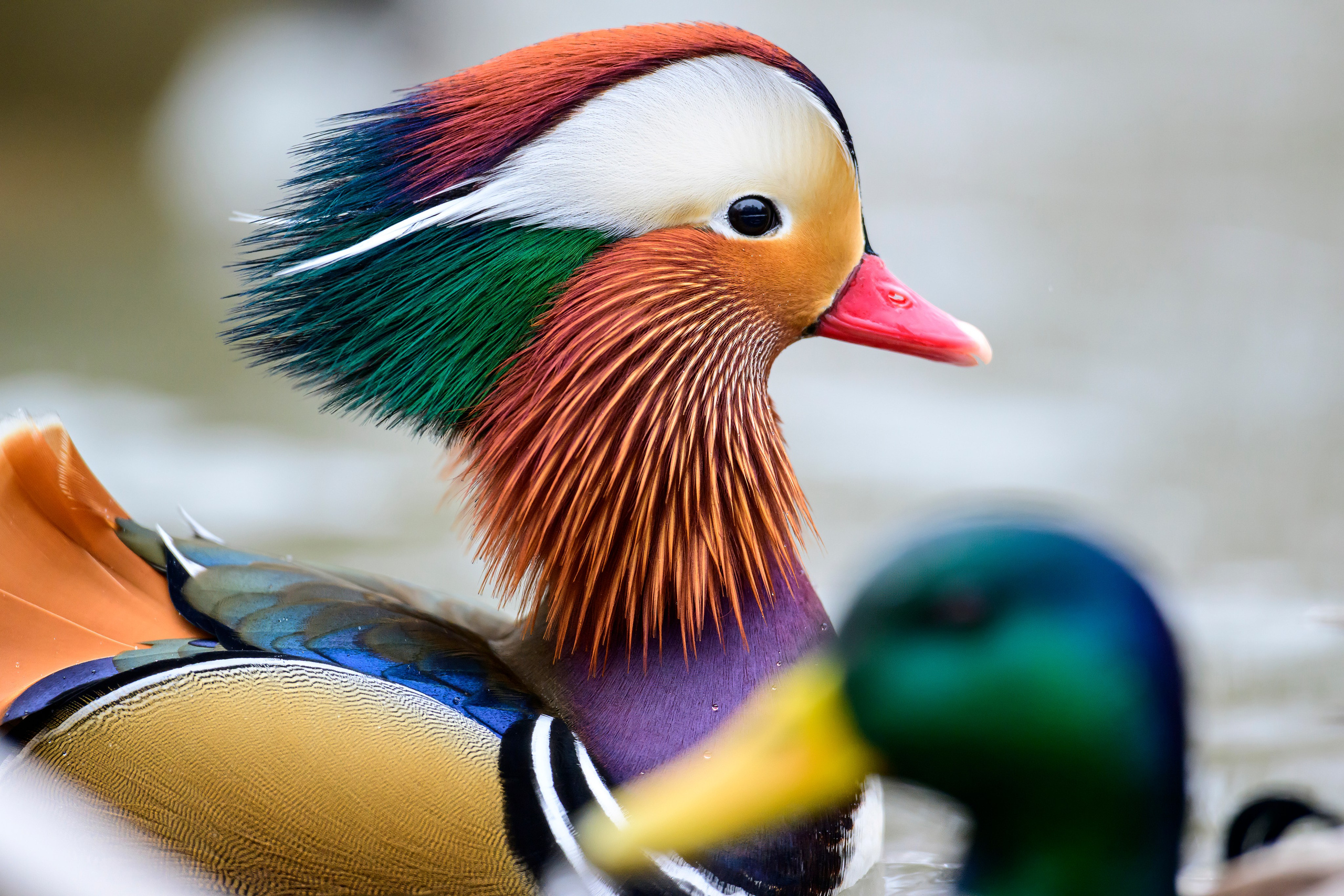 Мандаринки. Mandarin ducks. Фотограф Сергей Пупонин