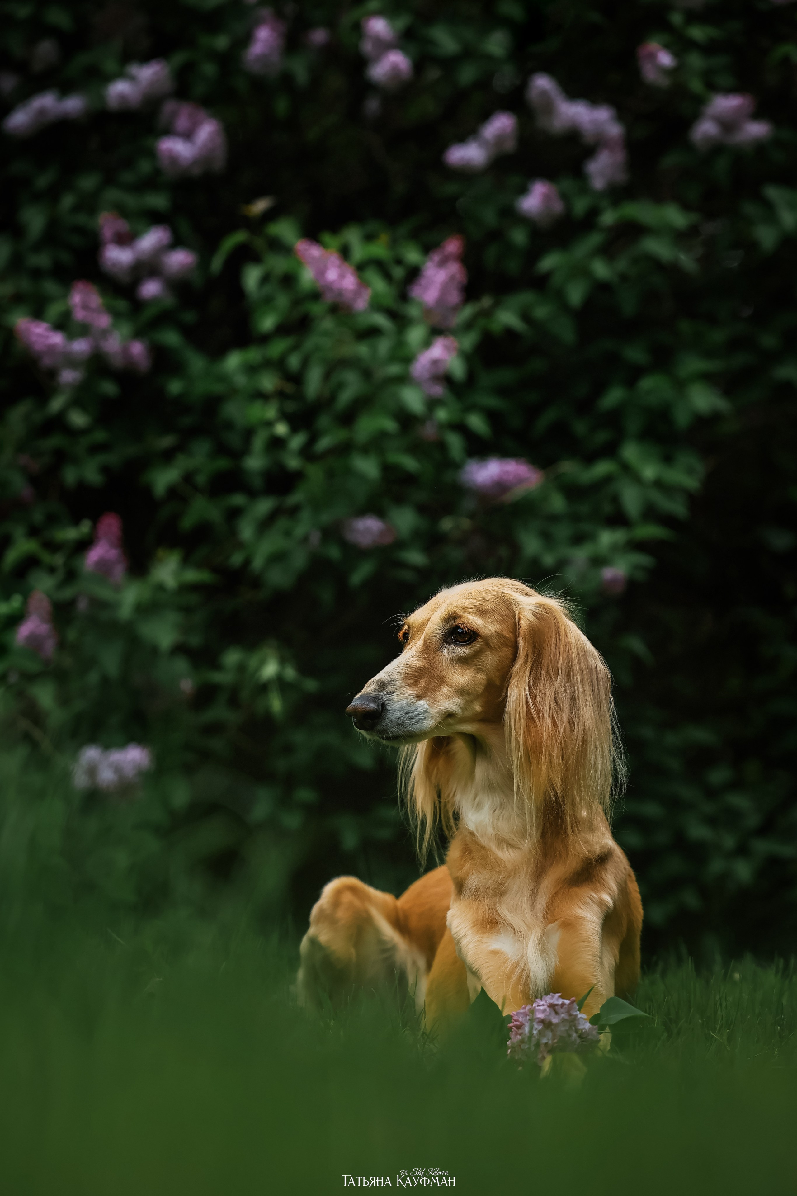Салюки, фотография салюки, собака в цветах, красивая собака, фотограф анималист, фотокурс Анималистика, научиться фотографировать собак, фотограф Новосибирск
