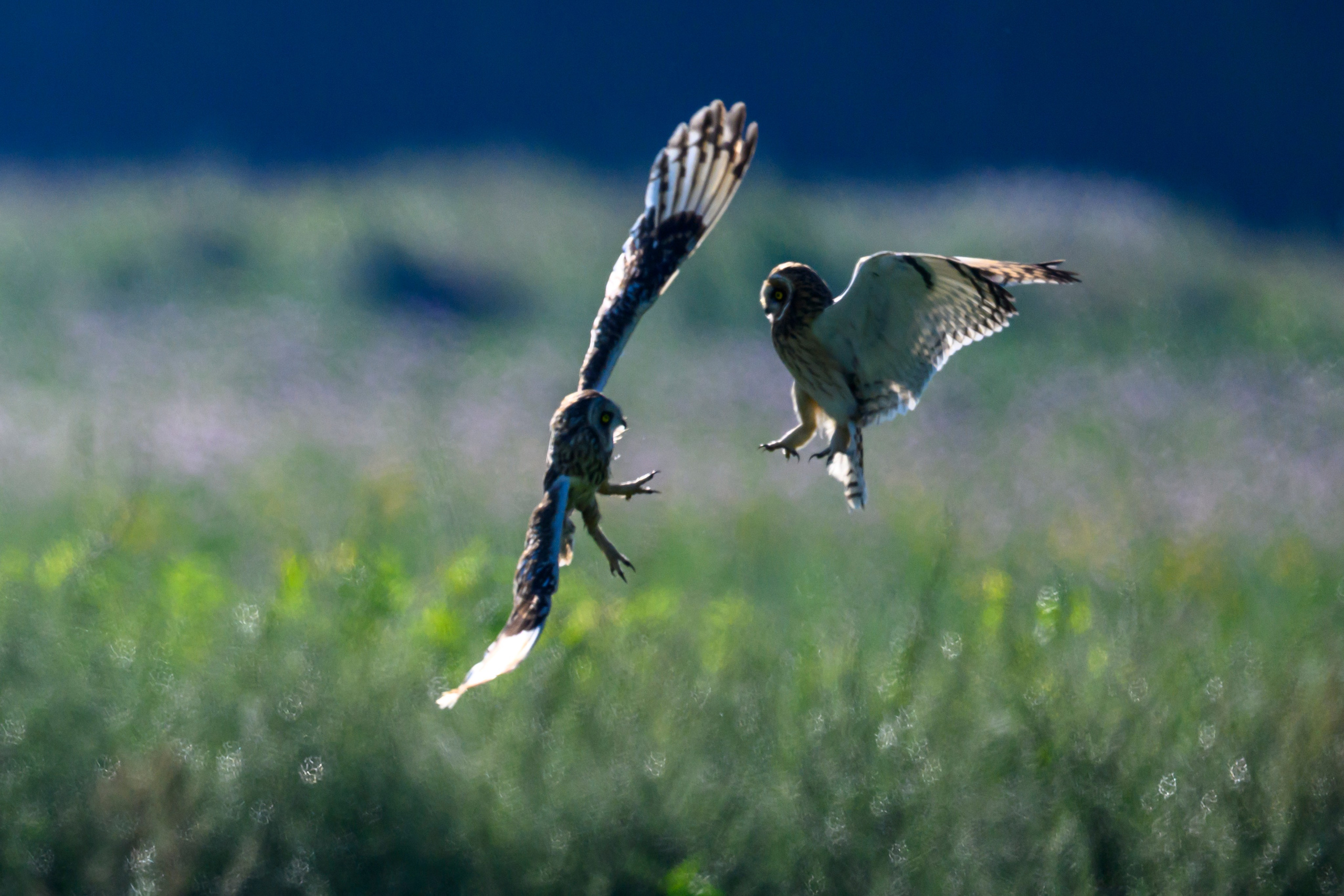 Первая охота совят. The first hunt of owlets. Фотограф Сергей Пупонин