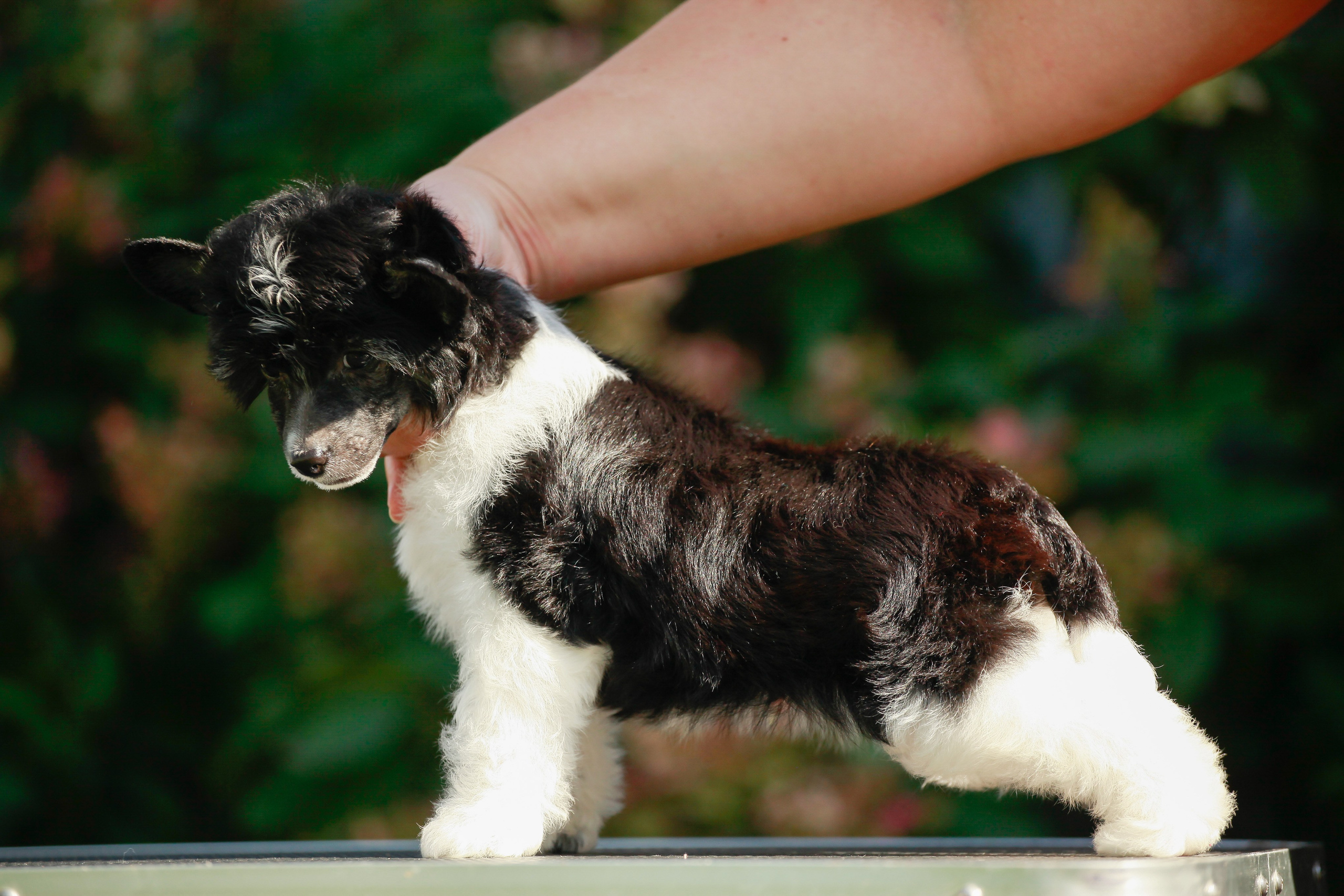 Poale Ell Chester Becomes a Dad for the First Time. Chinese Crested Dog Kennel Poale Ell