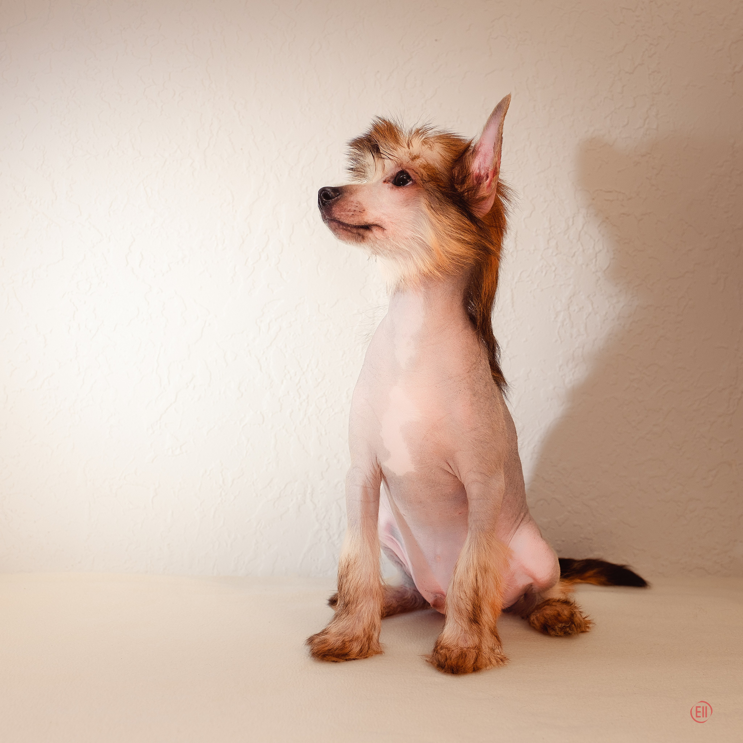 First photo session of the litter “F” of the Laisan Island kennel. Chinese Crested Dog Kennel Poale Ell