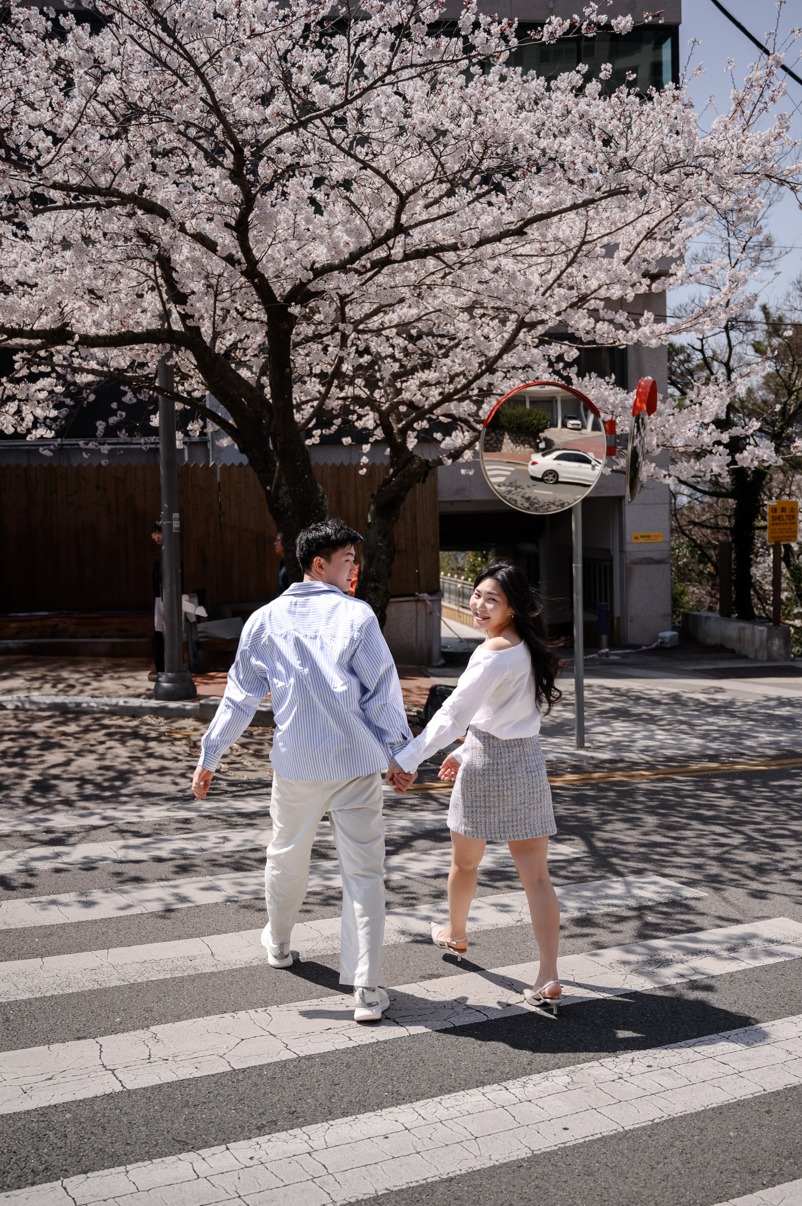 Romantic couple photoshoot under sakura trees in Busan Korea