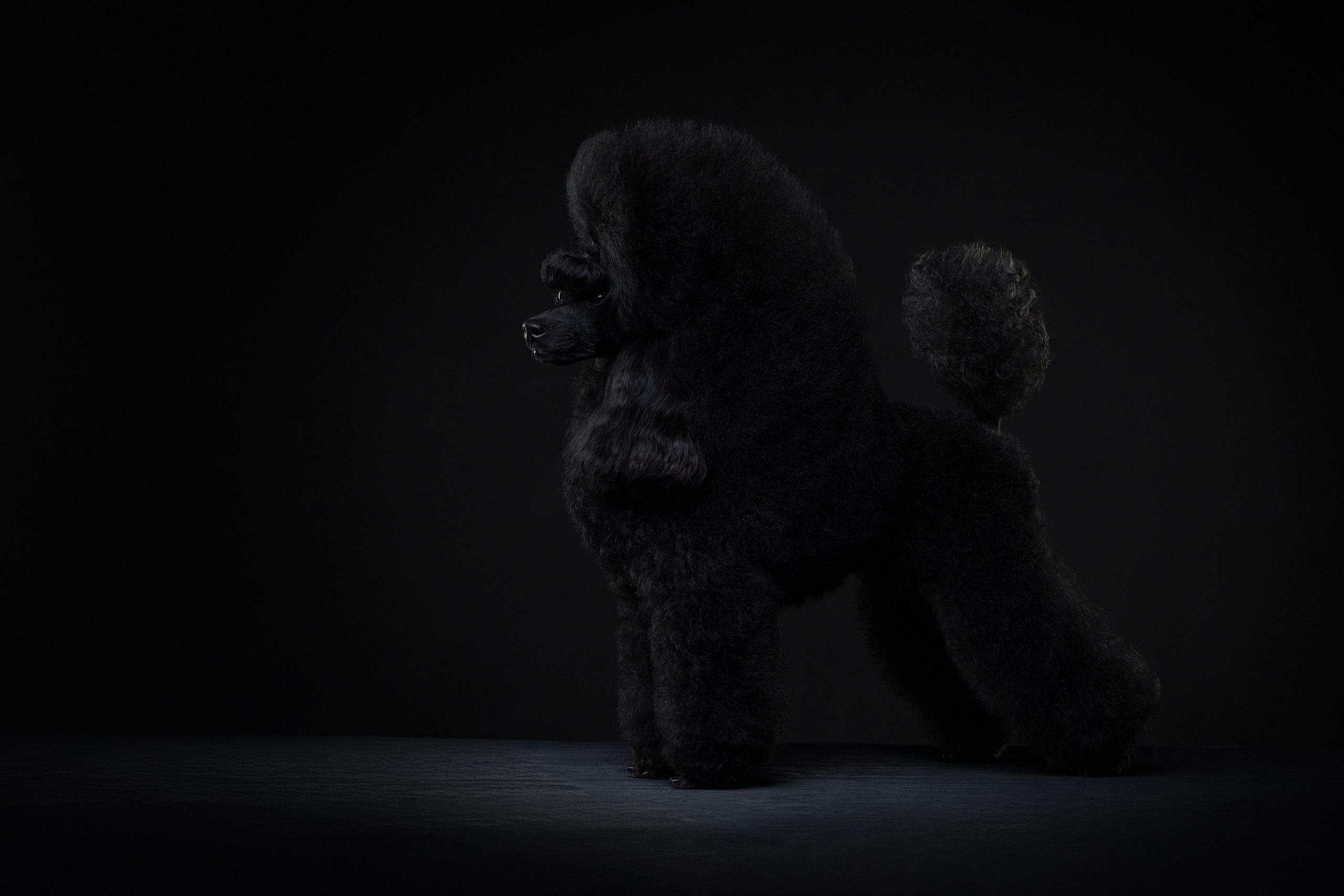 Фотограф анималист в Санкт-Петербурге Светлана Писарева