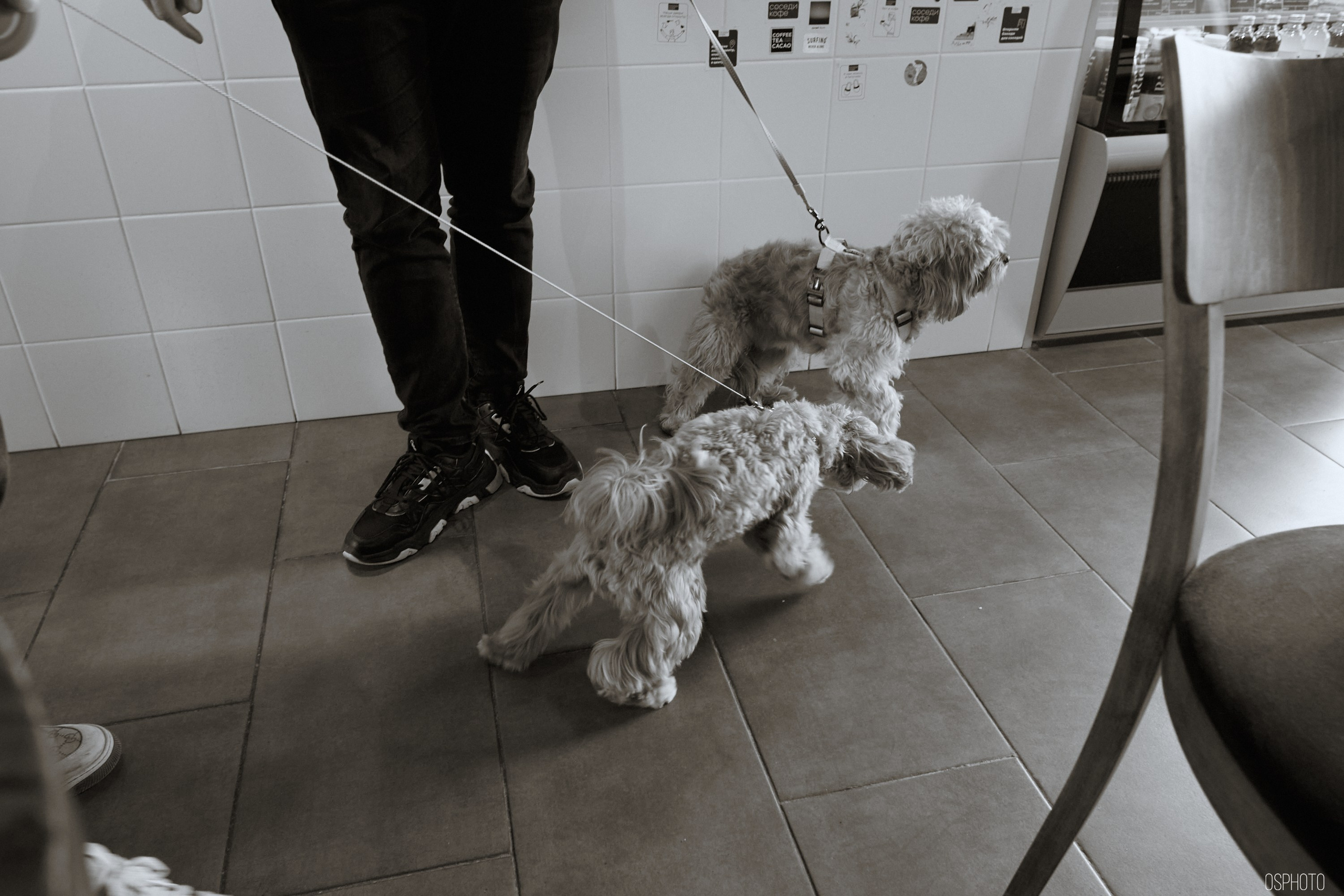 «Соседи Кофе». Микрогород в Лесу. Фотографъ Сергѣевъ. Поймать мгновеніе