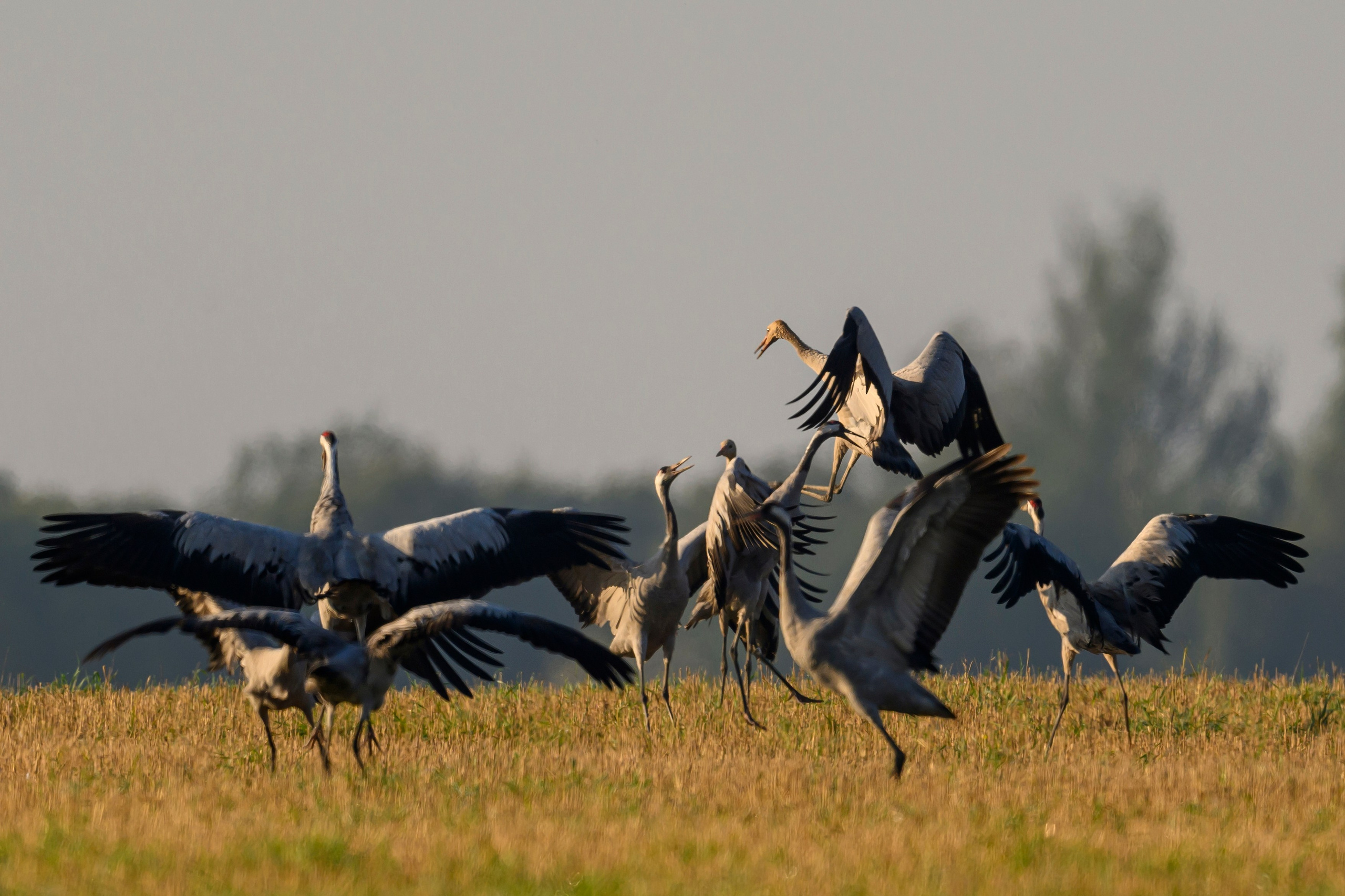 Танцы журавлей. Dances of the Cranes. Фотограф Сергей Пупонин
