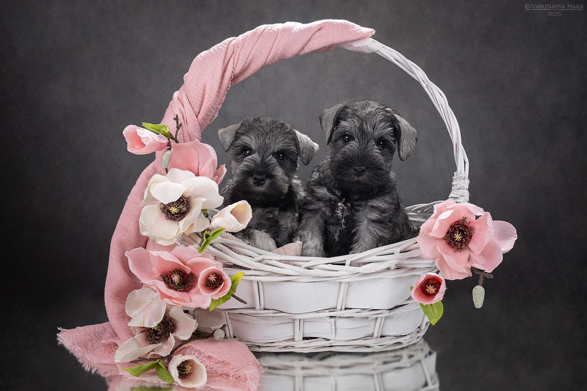 Фотосессия щенков на фонах. Фотограф собак в Москве и Московской области Иванушкина Мария