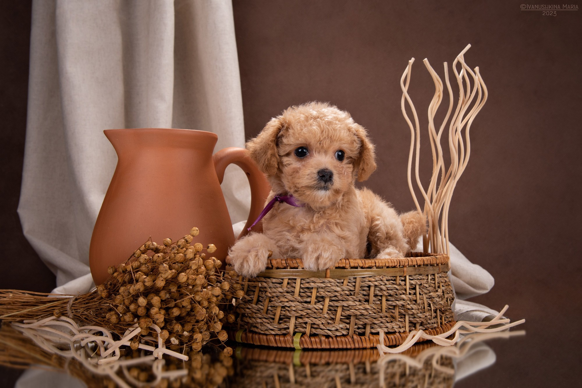 Фотосессия щенков на фонах. Фотограф собак в Москве и Московской области Иванушкина Мария