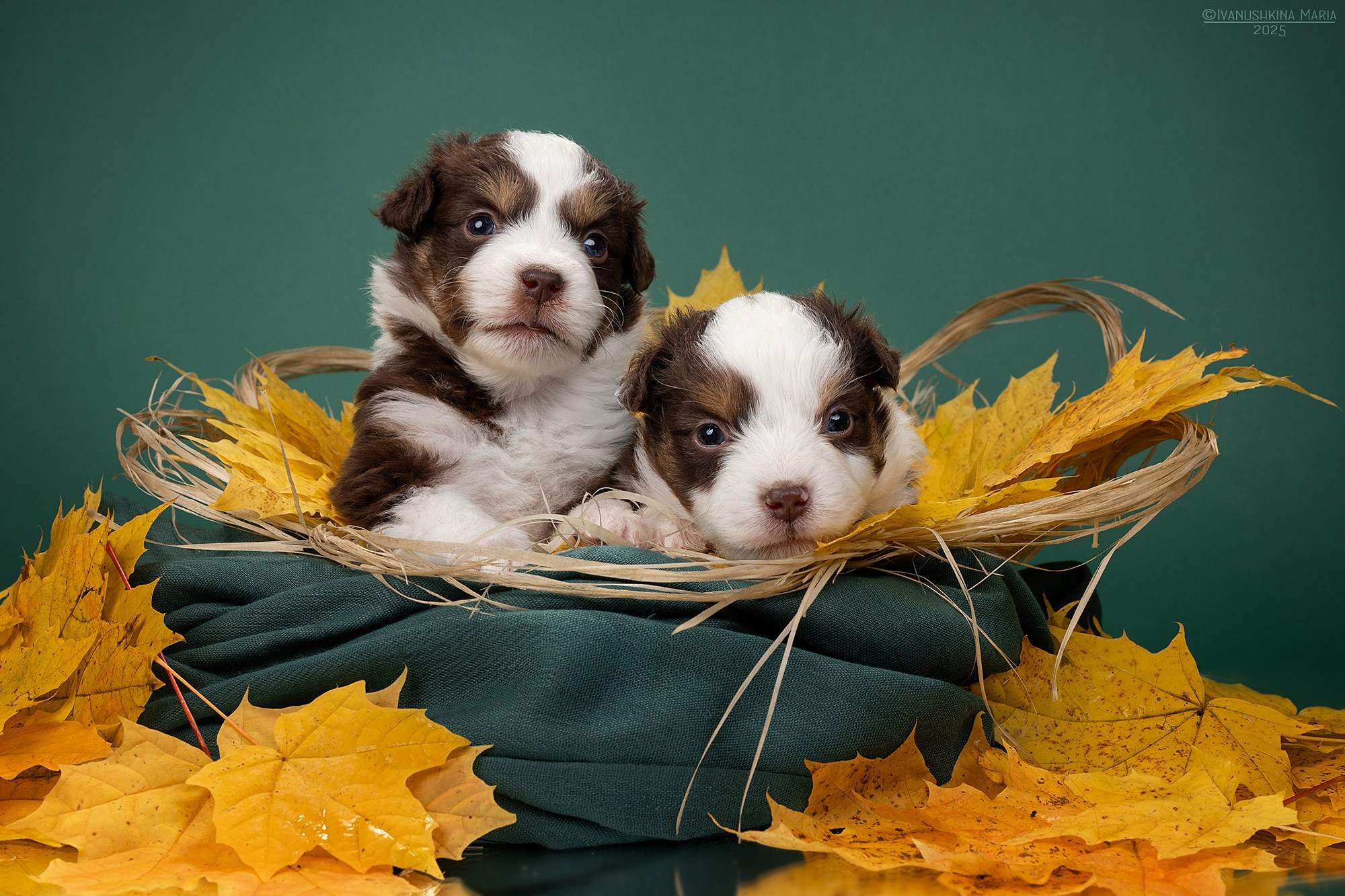 Фотосессия щенков на фонах. Фотограф собак в Москве и Московской области Иванушкина Мария