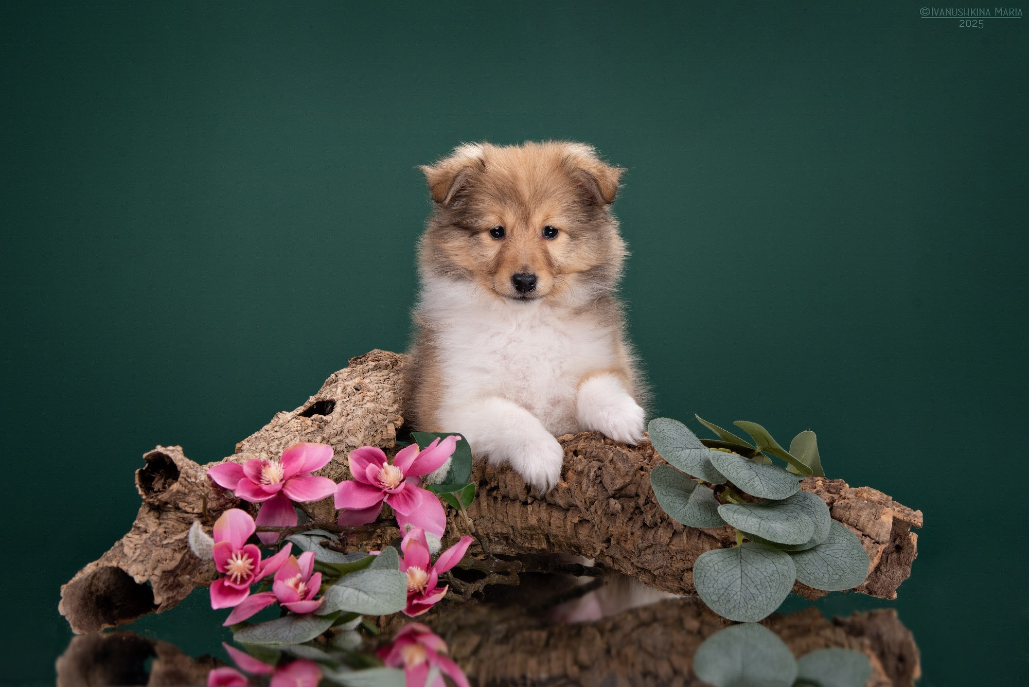 Фотосессия щенков на фонах. Фотограф собак в Москве и Московской области Иванушкина Мария