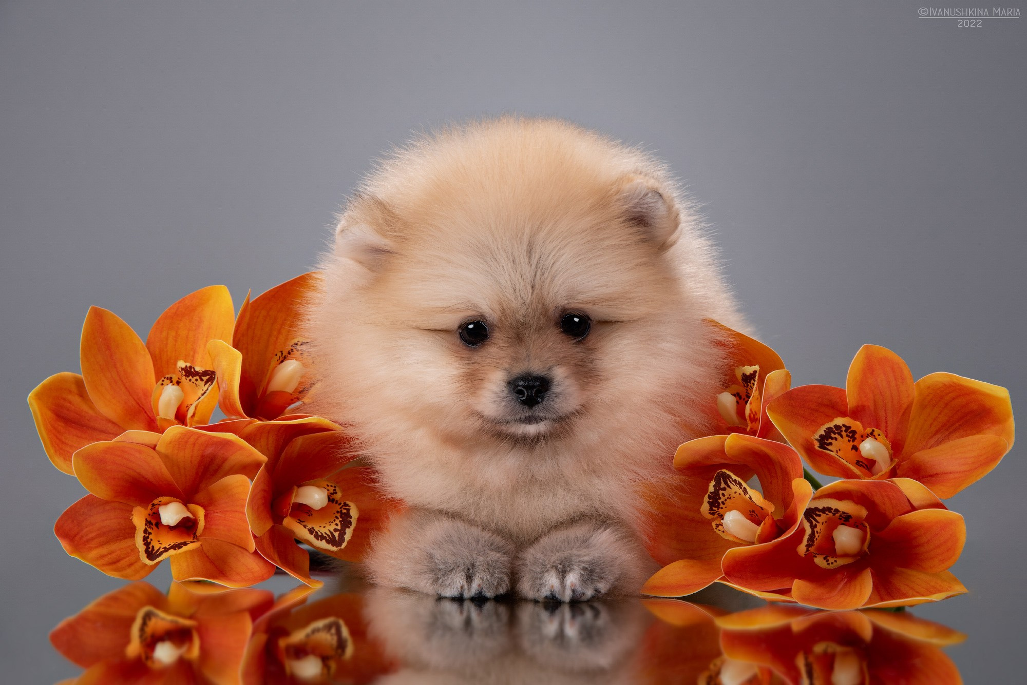 Фотосессия щенков на фонах. Фотограф собак в Москве и Московской области Иванушкина Мария