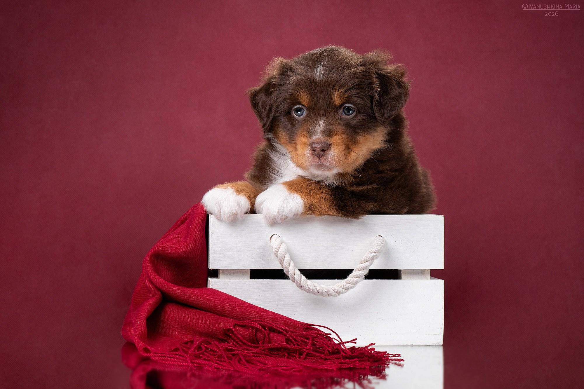 Фотосессия щенков на фонах. Фотограф собак в Москве и Московской области Иванушкина Мария