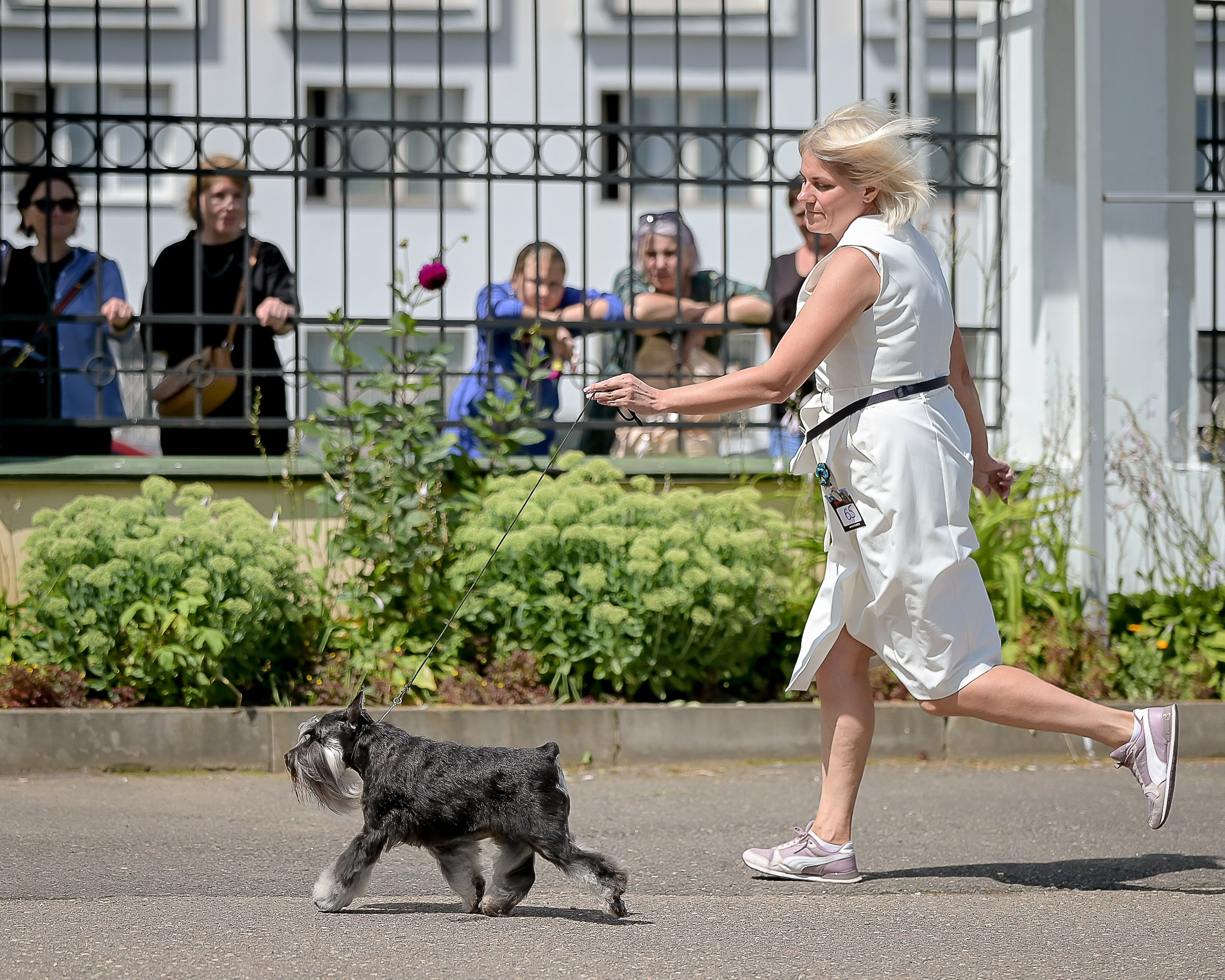 Софи/Asson Ari Vivien Marceau. Питомник цвергшнауцеров в Беларуси «Делинсо Бэлэнс»