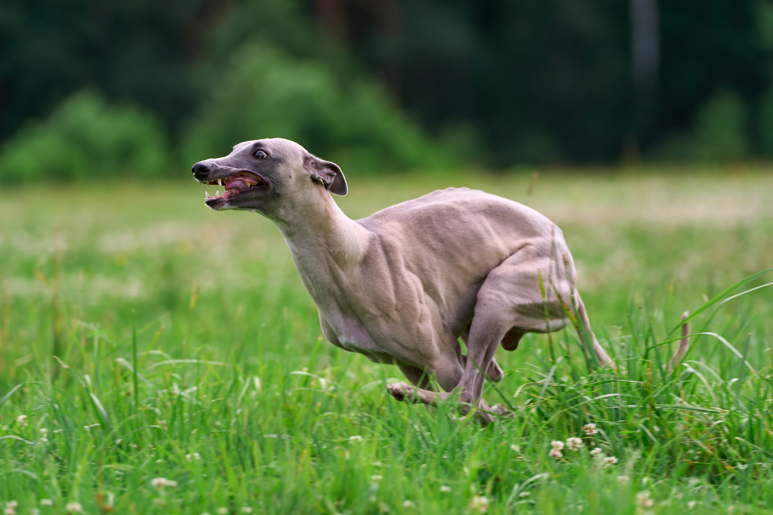 Тренировка по курсингу в Донино. Фотограф-анималист Михаил Манухин