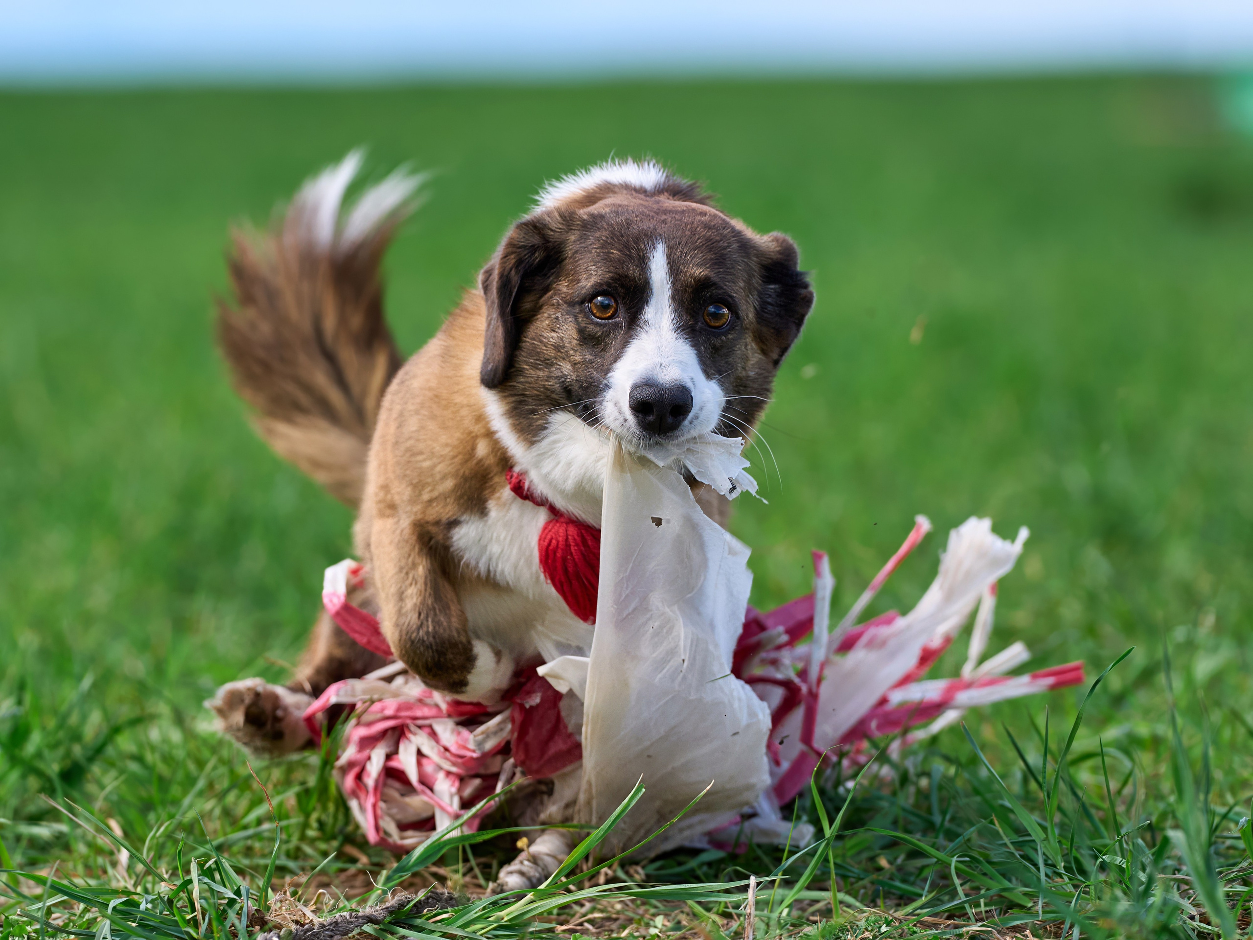 Тренировка по курсингу «на Ярославке». Фотограф-анималист Михаил Манухин