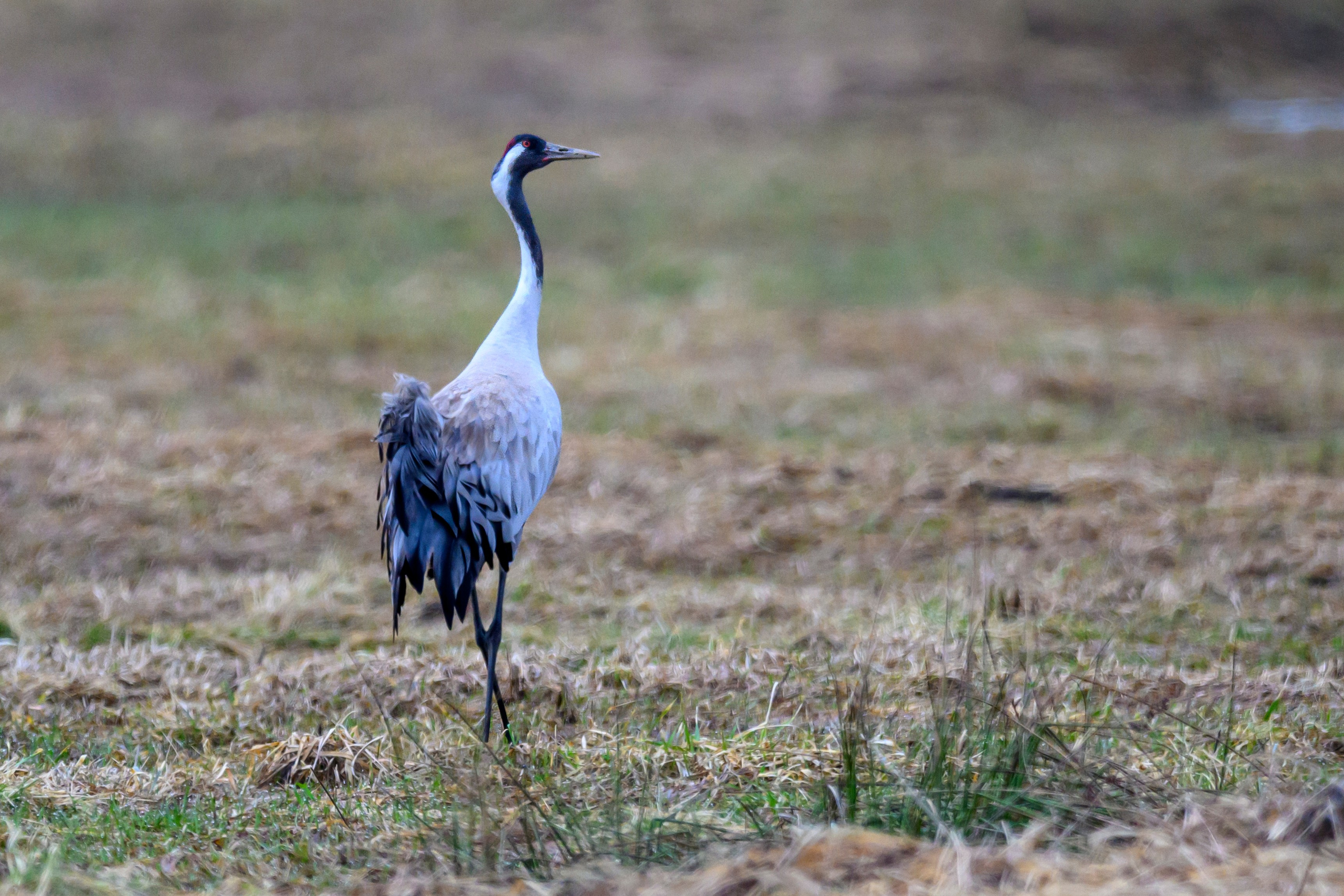 Лось и одинокий журавль. Wildlife photography by Sergey Puponin