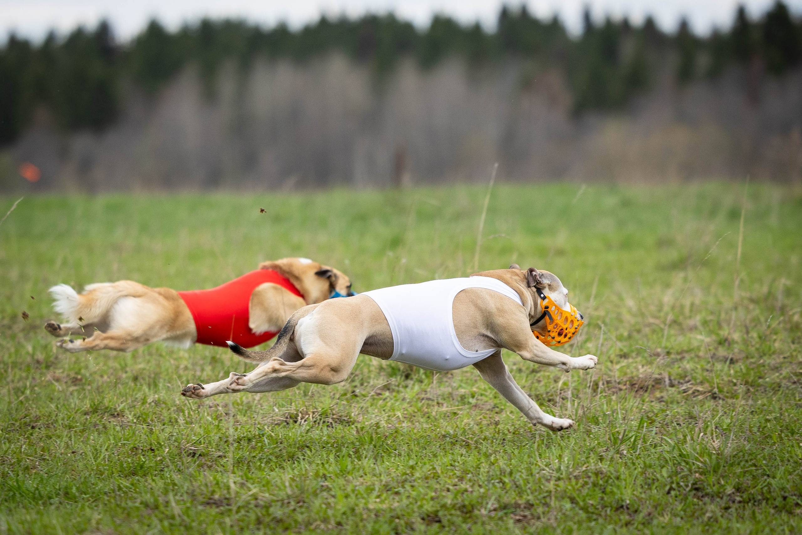 Фотограф Анималист в Перми Анастасия Остерман