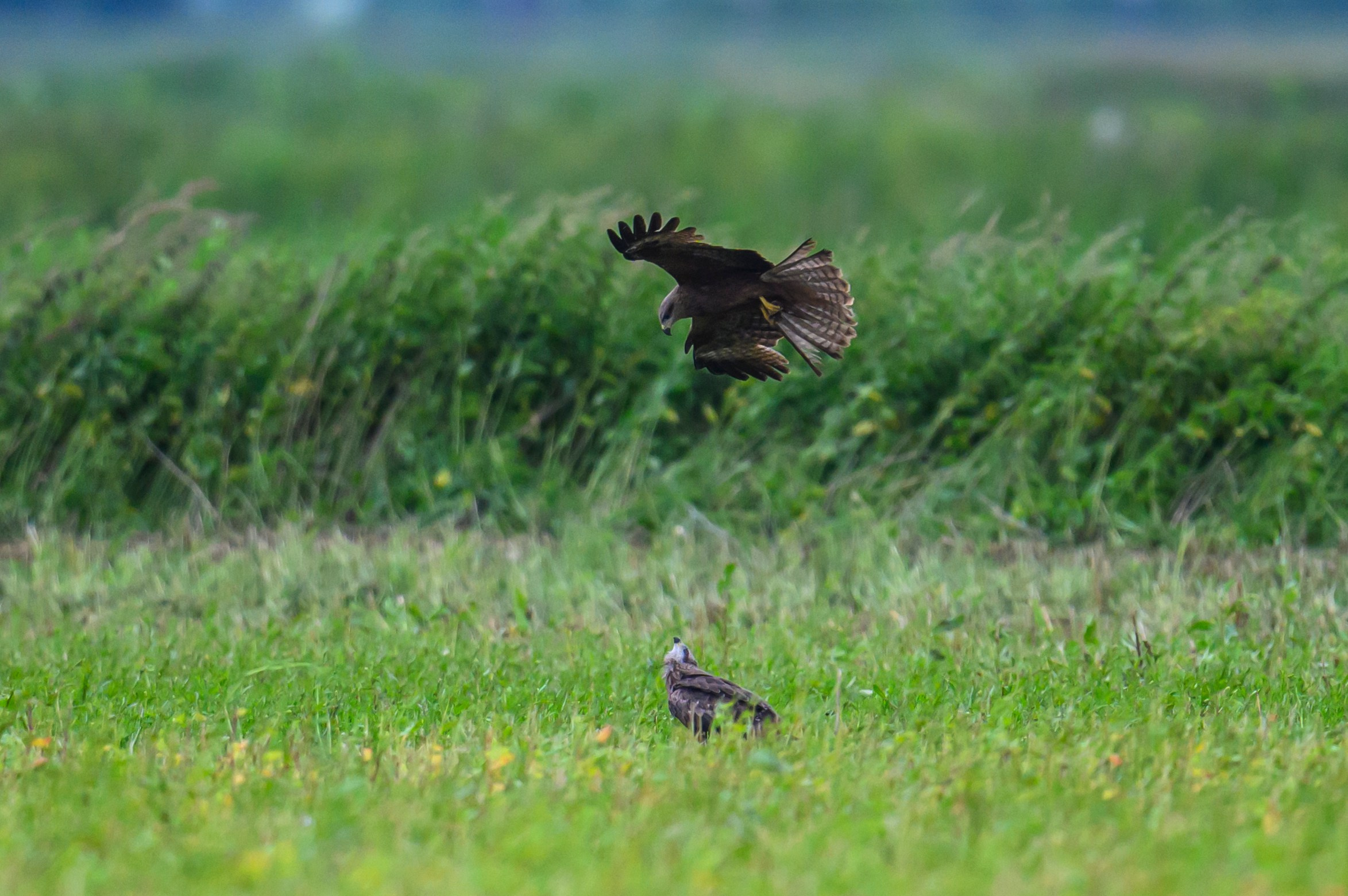 Коршуны развлекаются. Фотограф Сергей Пупонин
