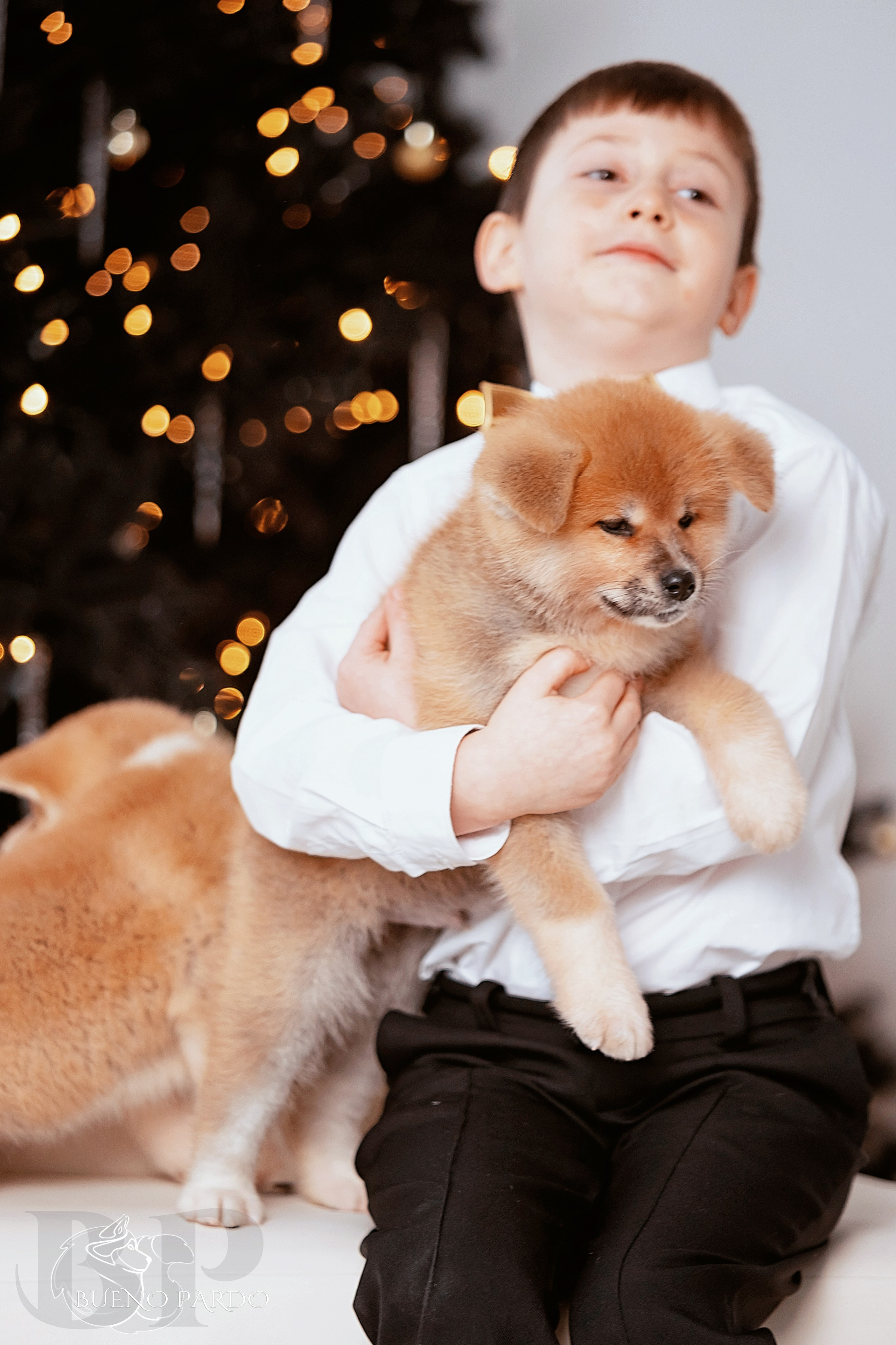 Щенки японской акита ину из питомника. Питомник собак Акита, Хаски, Корги