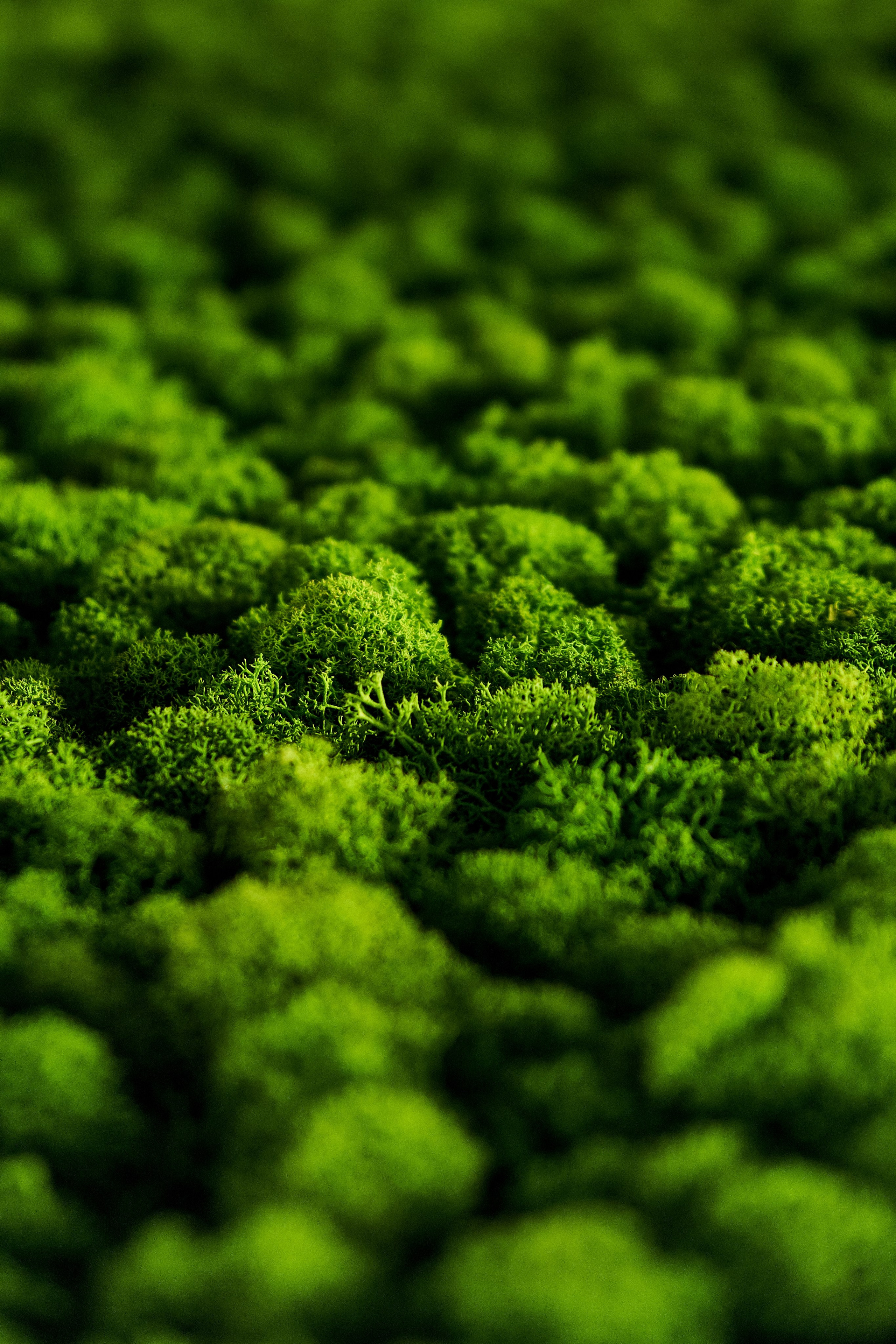 Репортажные сьемки. Свадебный и портретный фотограф Орлов Никита