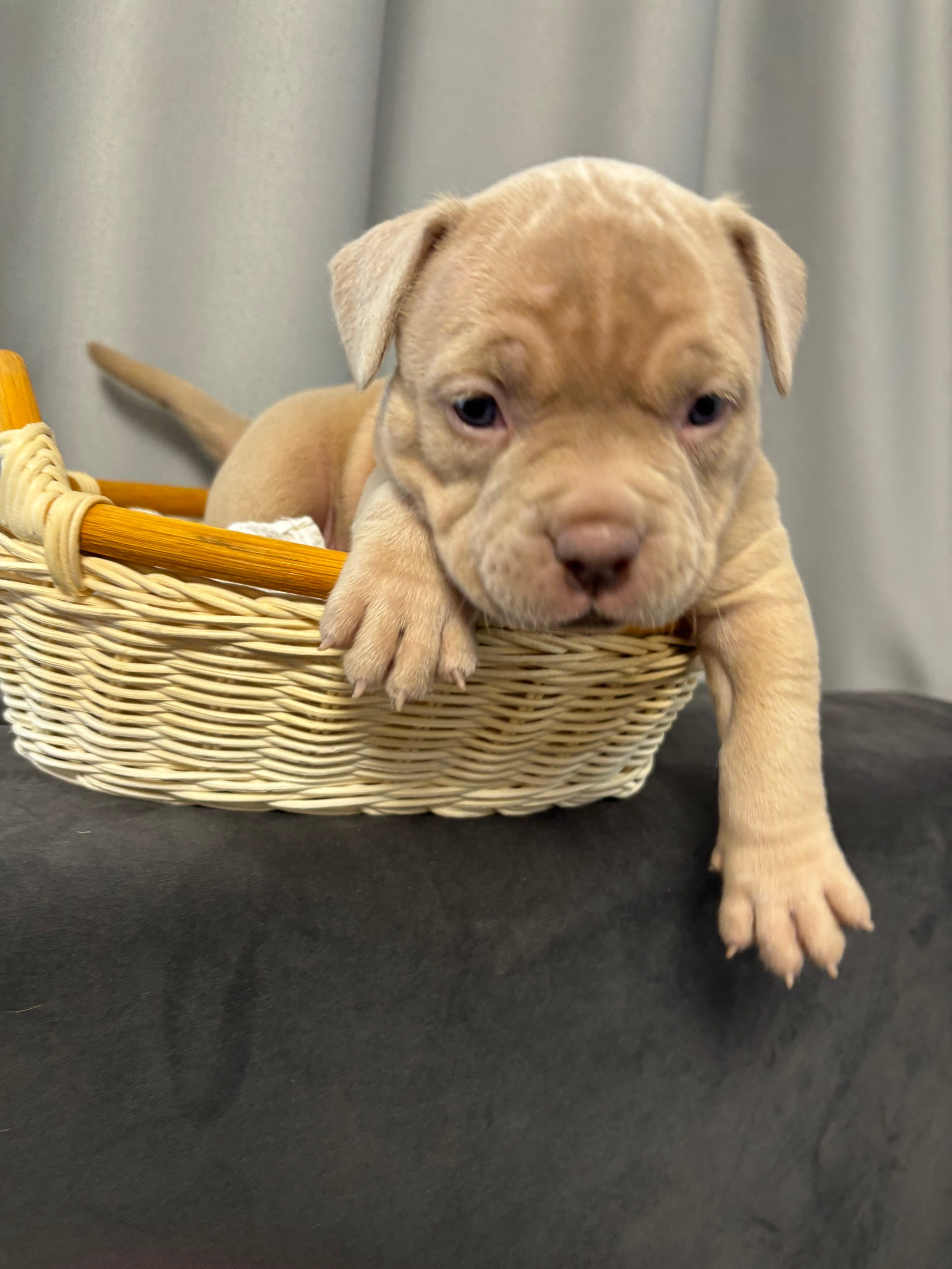 Помет Рич и Дося 04.02.25. Американский Булли в г. Ростов-на-Дону. Питомник THE POWER OF SIBERIA