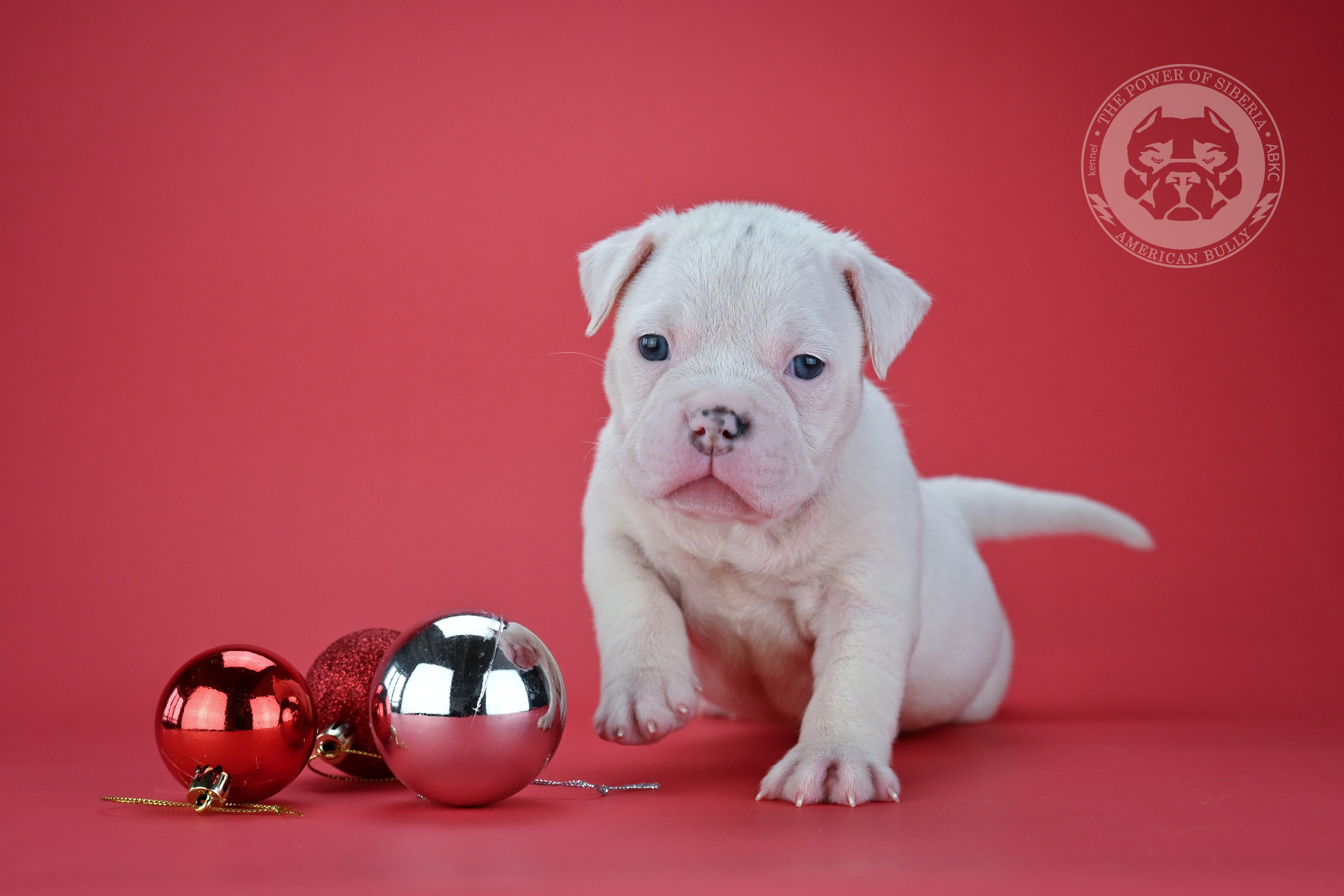 Все свободные щенки. Американский Булли в г. Ростов-на-Дону. Питомник THE POWER OF SIBERIA