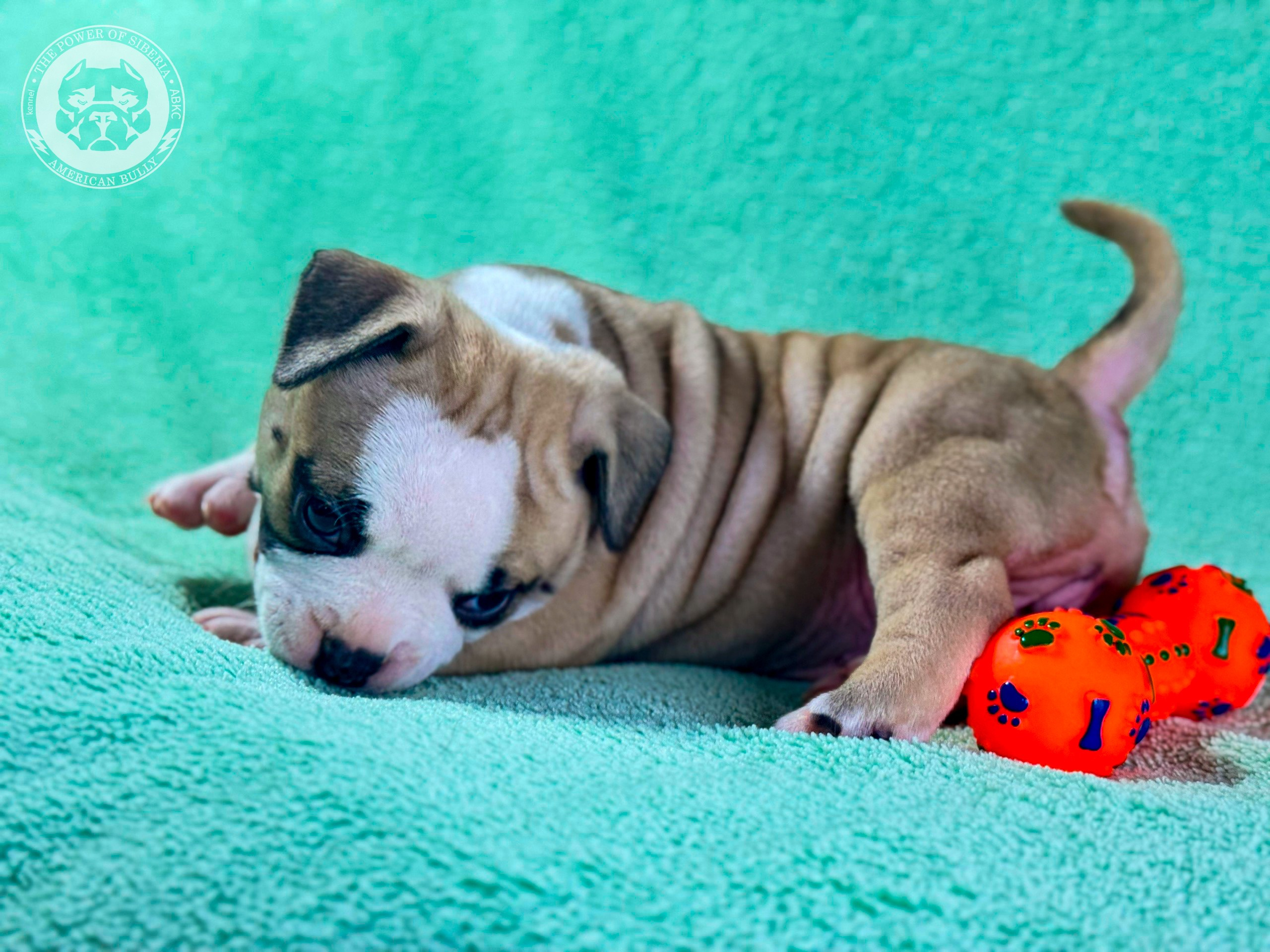 Все свободные щенки. Американский Булли в г. Ростов-на-Дону. Питомник THE POWER OF SIBERIA