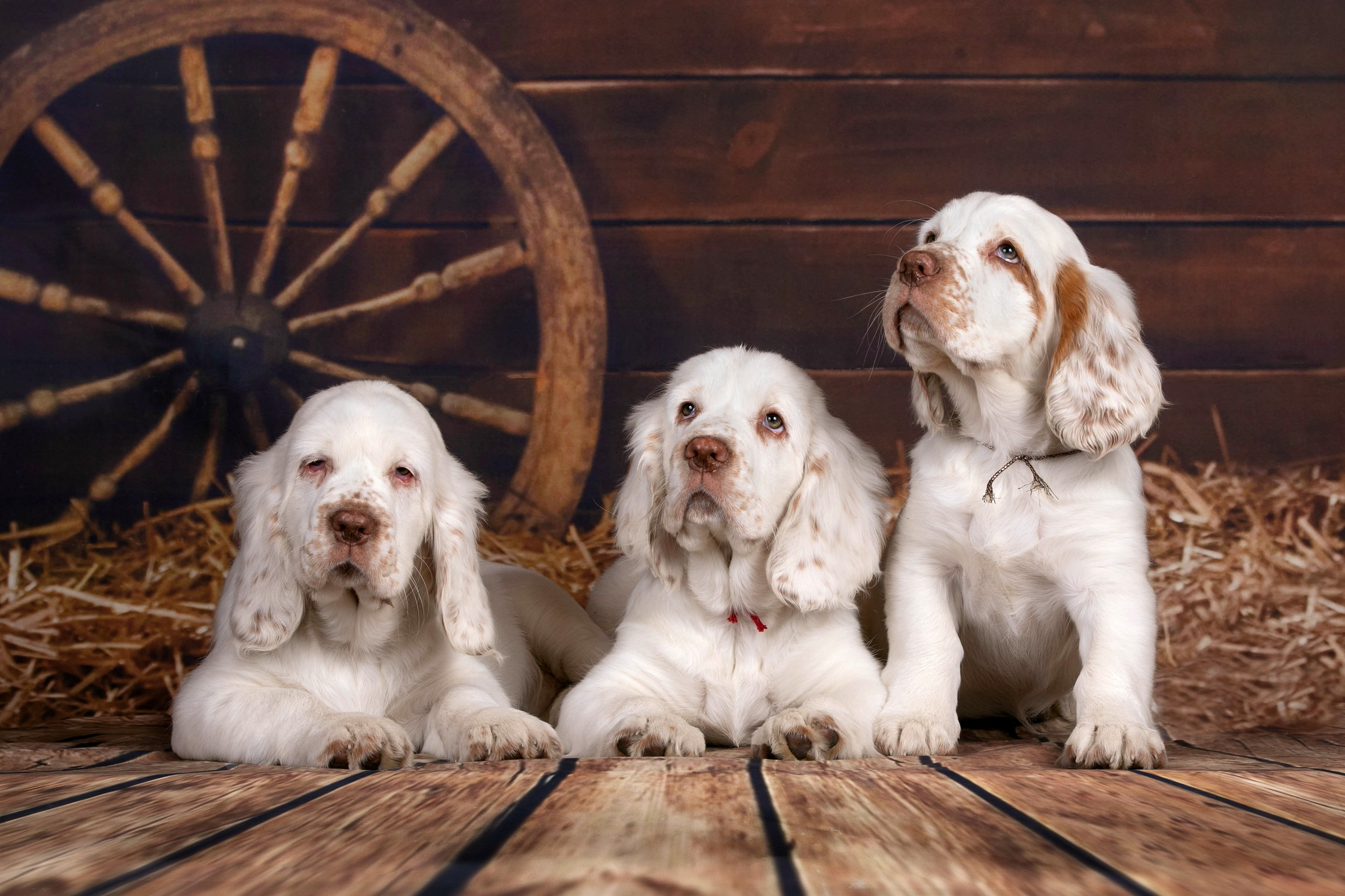 Фоны большого размера. Фотограф-анималист в Омске Екатерина Маричева