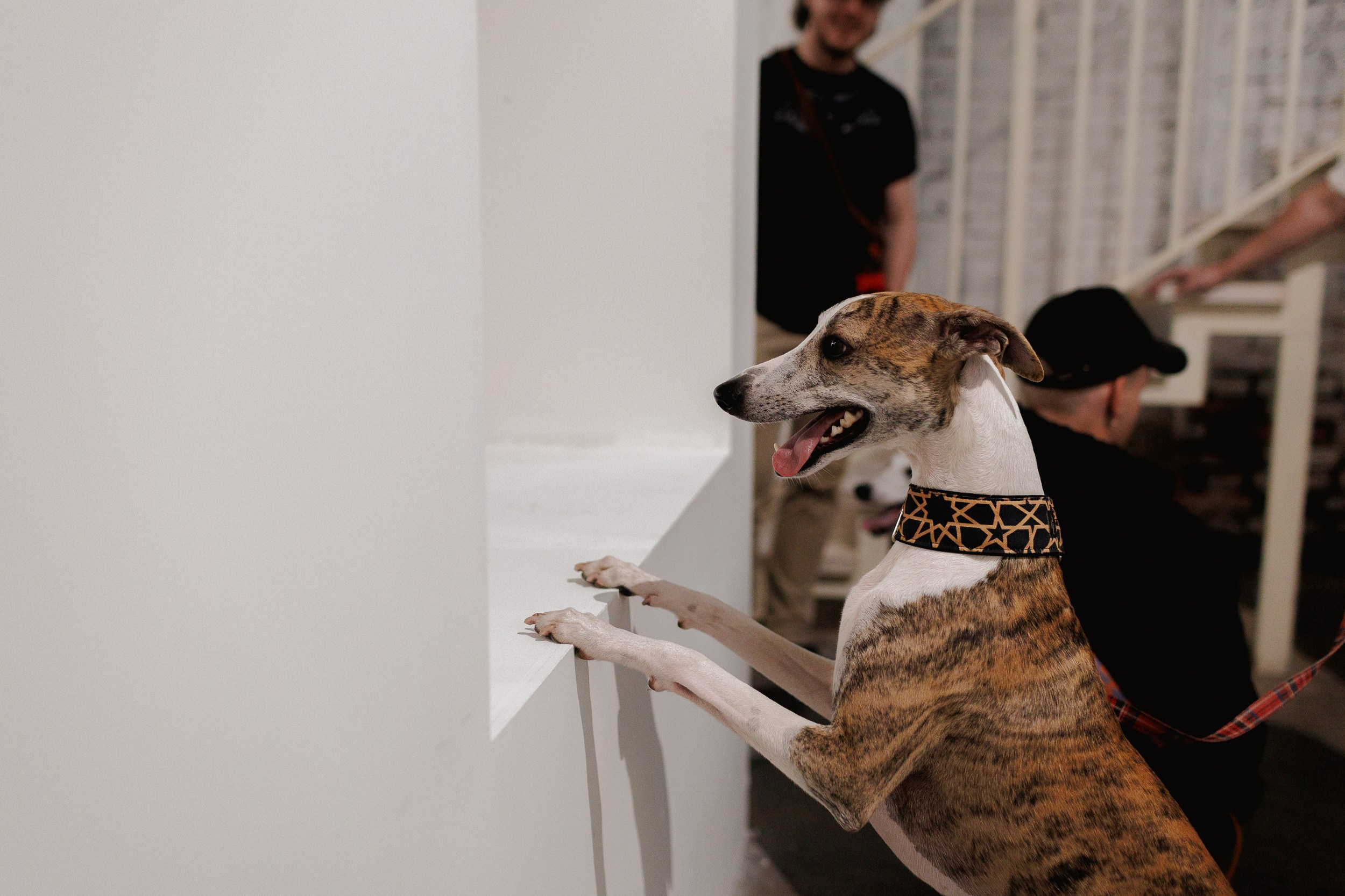 Жив был пёс. Собачий художник Поля Стриж