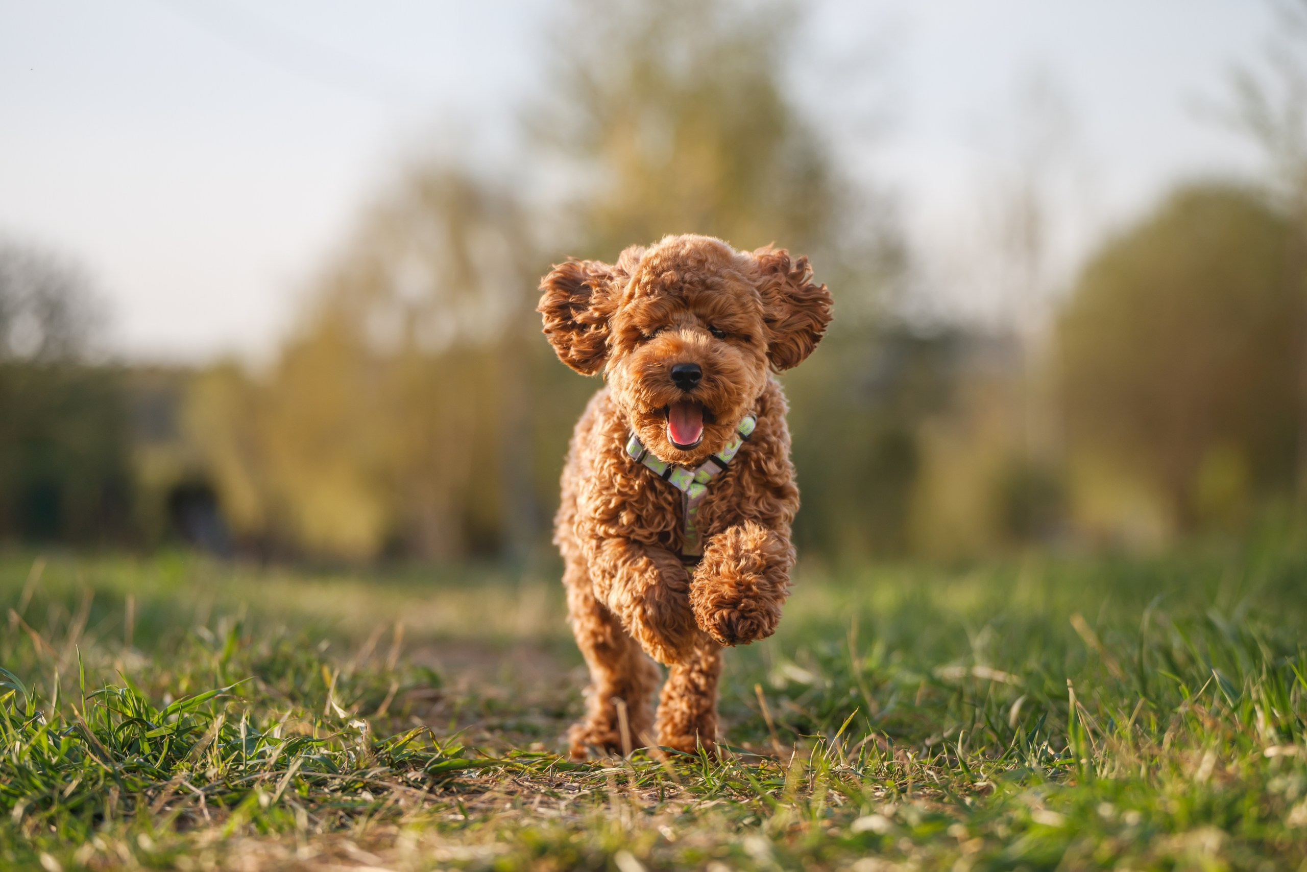 Фотограф Анималист в Москве Анастасия Жучкова