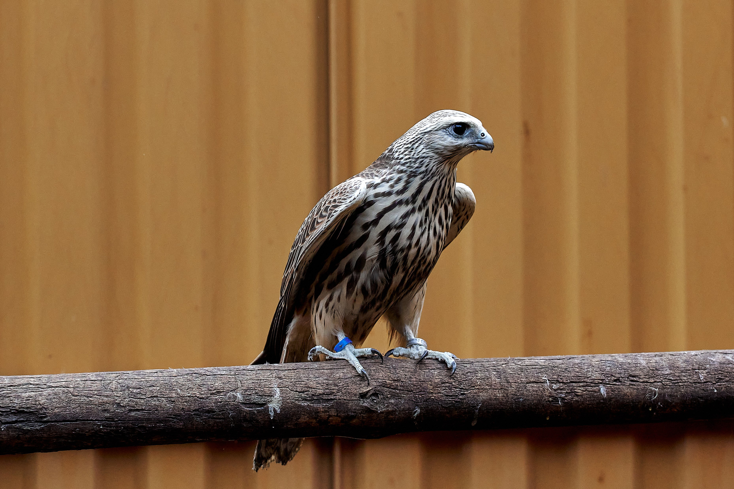 Портфолио. Свадебный репортажный и фуд фотограф в Барнауле Гайфулин Виталий