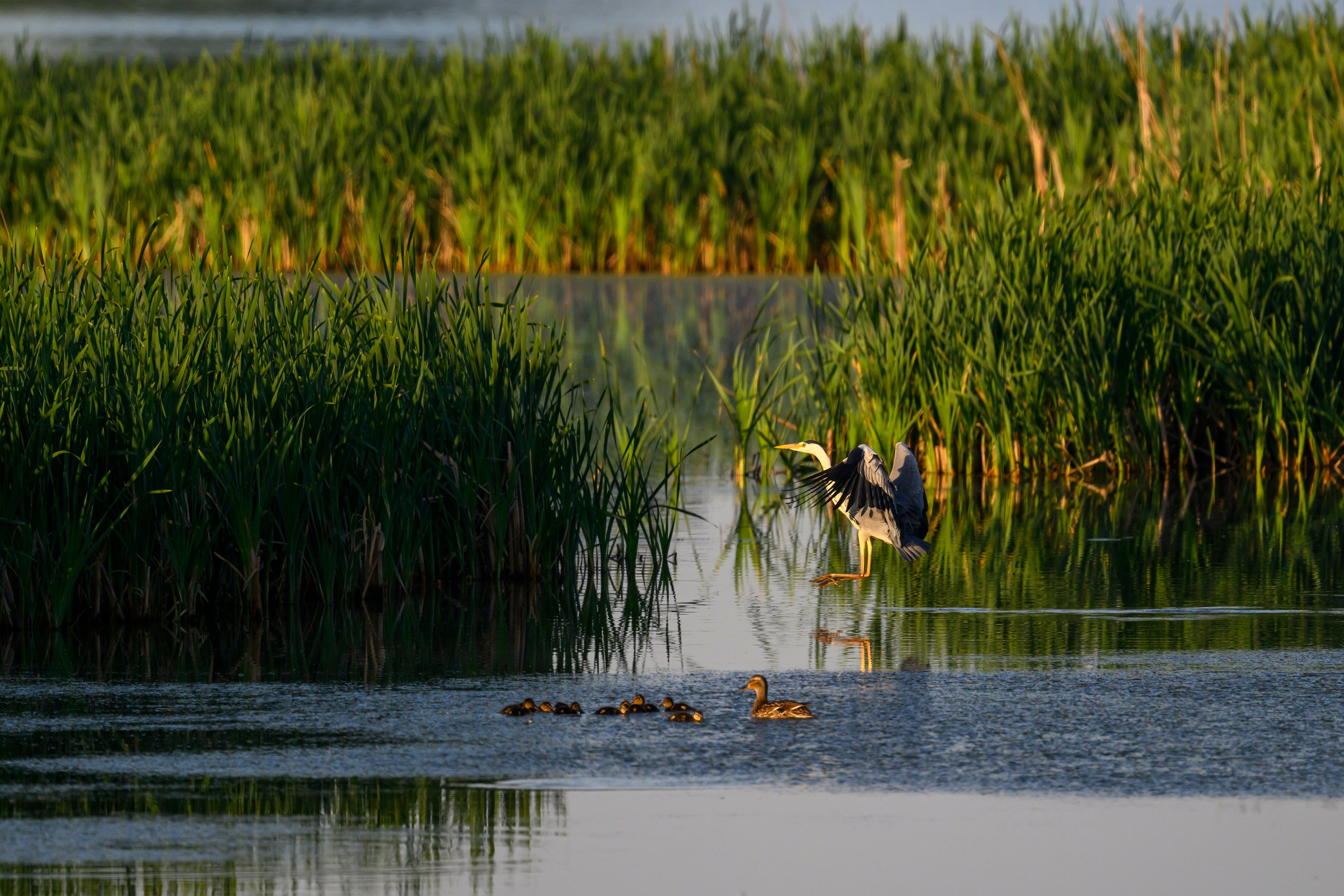 Охота сов и схватка с лунем. Фотограф Сергей Пупонин