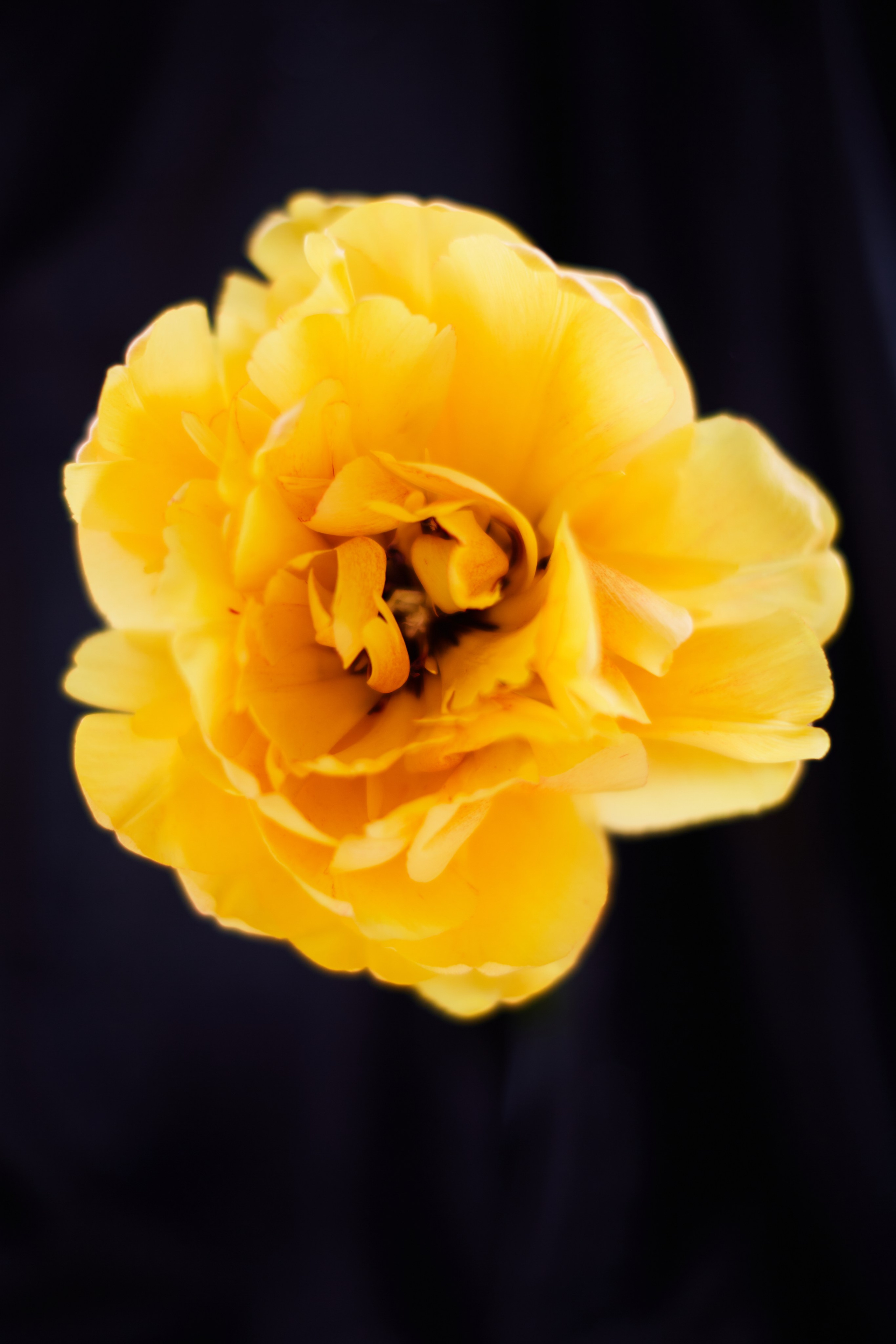 HEYDAY. Daria Blinova