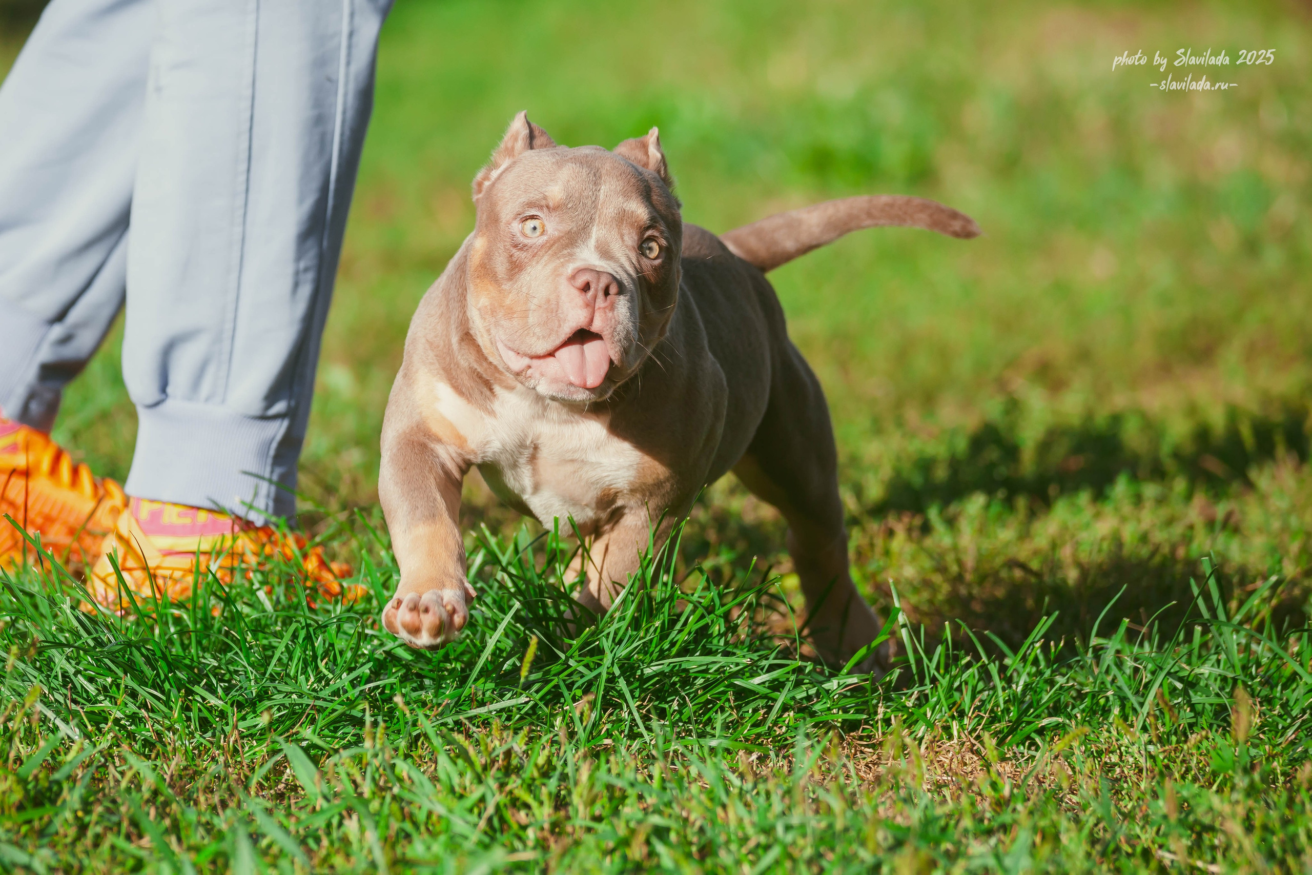 Американский булли. Slavilada-Лапки. Свет. Любовь… Профессиональная фотосессия питомцев Для памяти, пристройства и продажи. Хабаровск