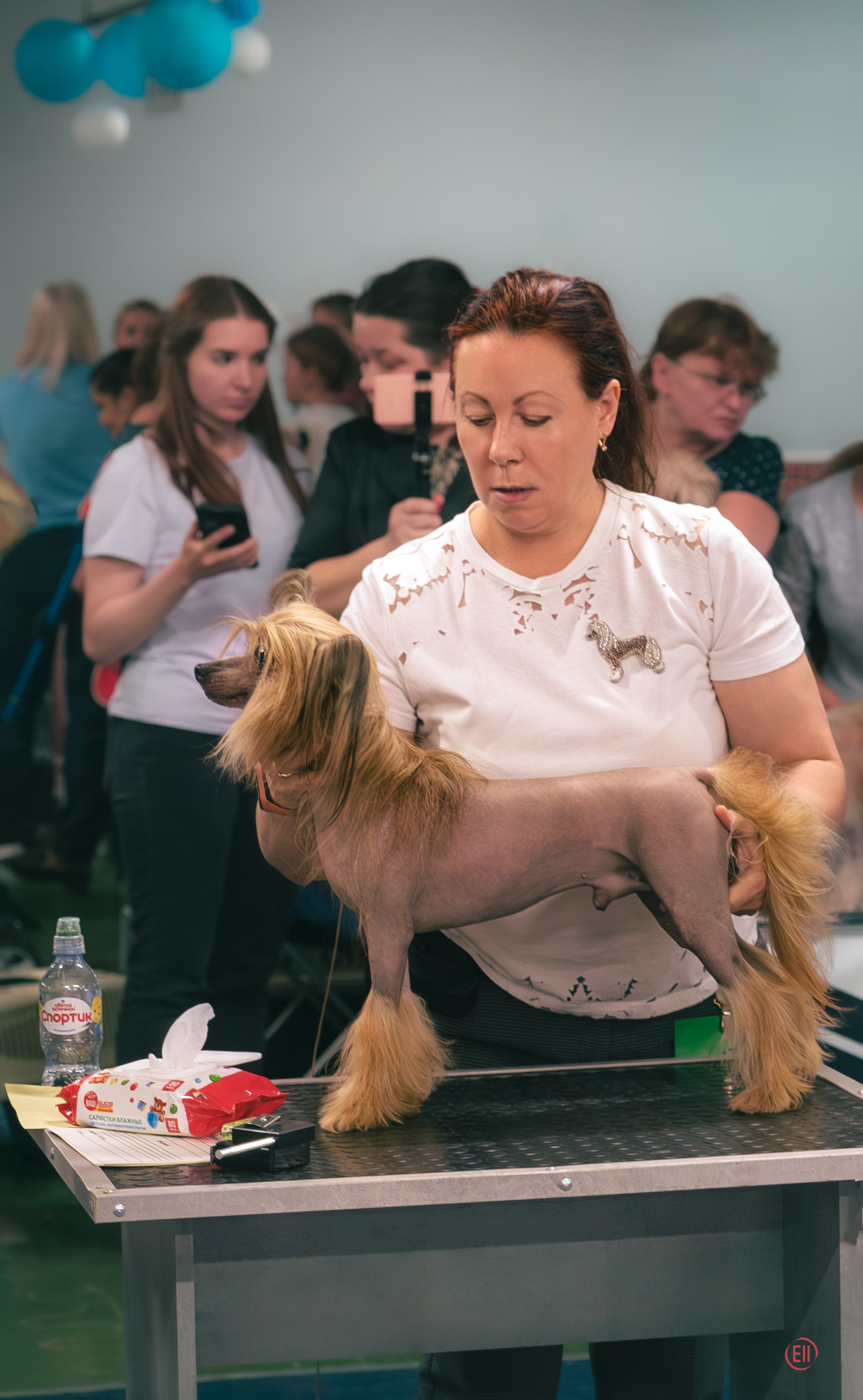 Moscow, Exhibition of the ROO KK “Planet of Dogs”. Exhibition Center “Sfera”. Chinese Crested Dog Kennel Poale Ell
